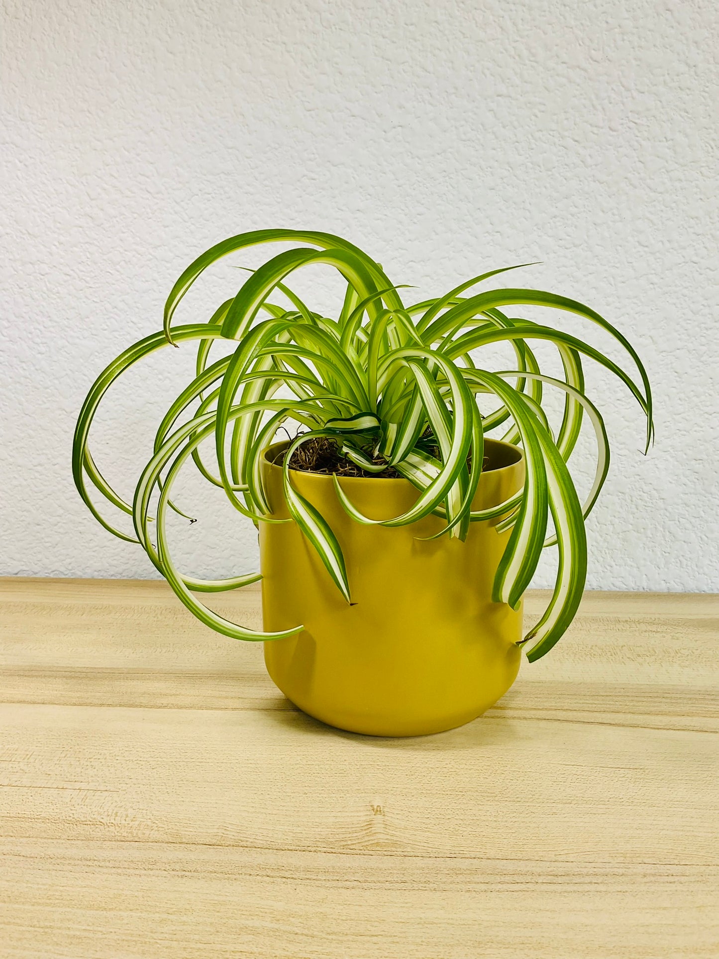Spider Plant 'Bonnie' in ceramic ochre pot – vibrant, pet-safe indoor plant
