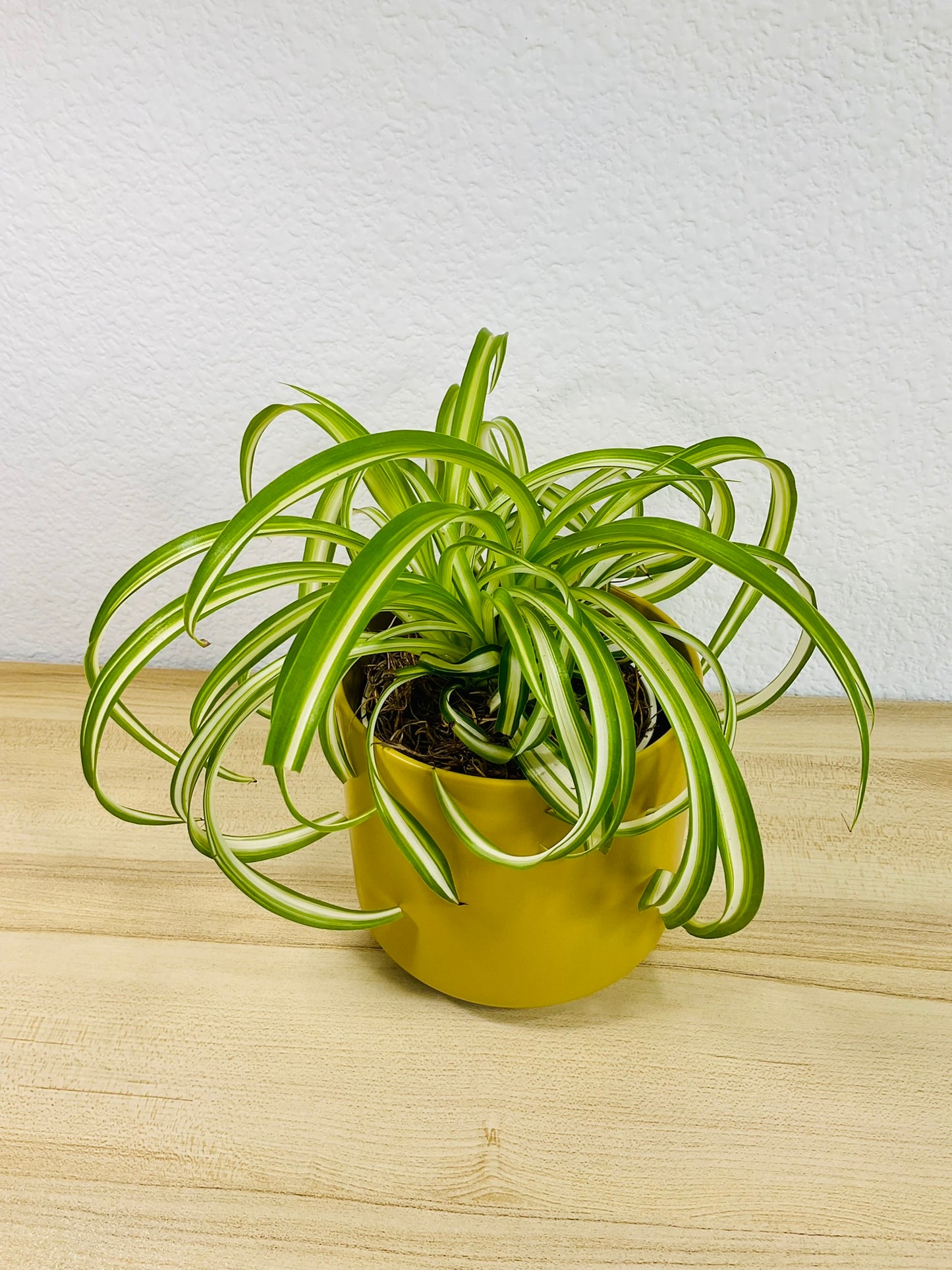 Spider Plant 'Bonnie' in ceramic ochre pot – vibrant, pet-safe indoor plant, tilted view