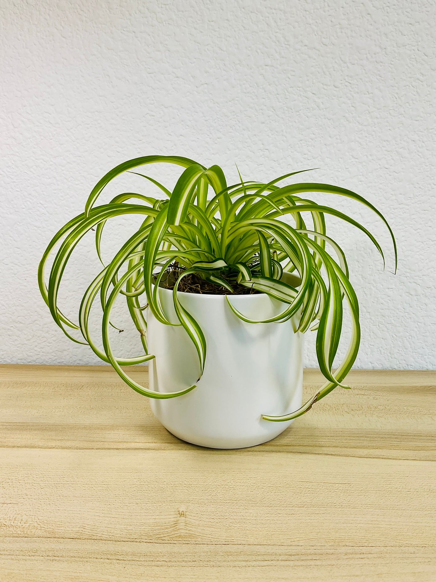 Spider Plant 'Bonnie' in ceramic white pot – vibrant, pet-safe indoor plant