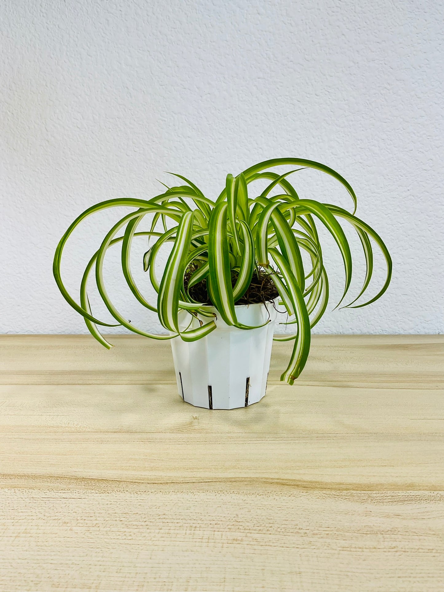 Spider Plant Bonnie with curled green and white leaves in grow pot, different angle