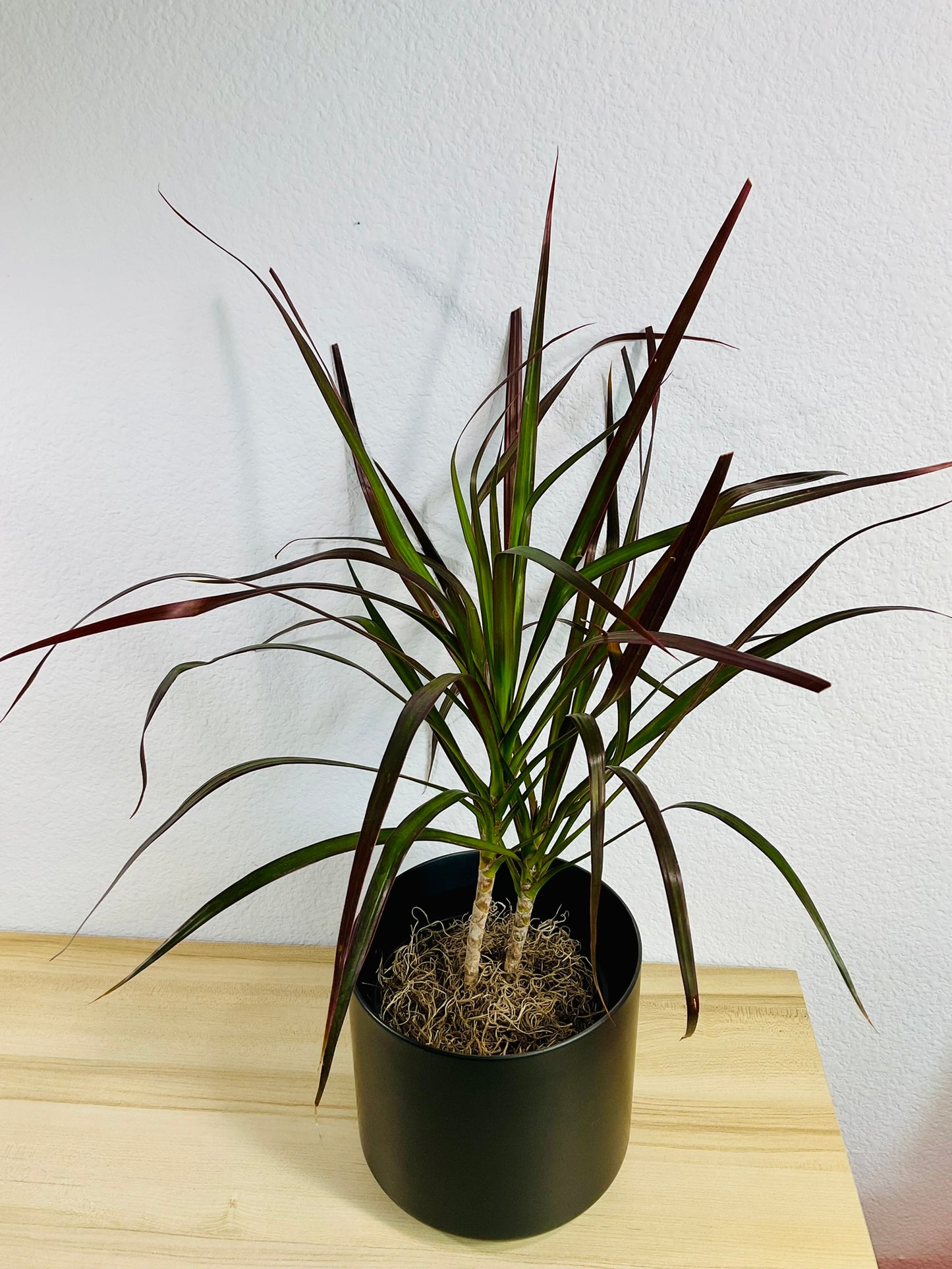 Dracaena Marginata Magenta with long green and magenta-tipped leaves in black ceramic pot top view