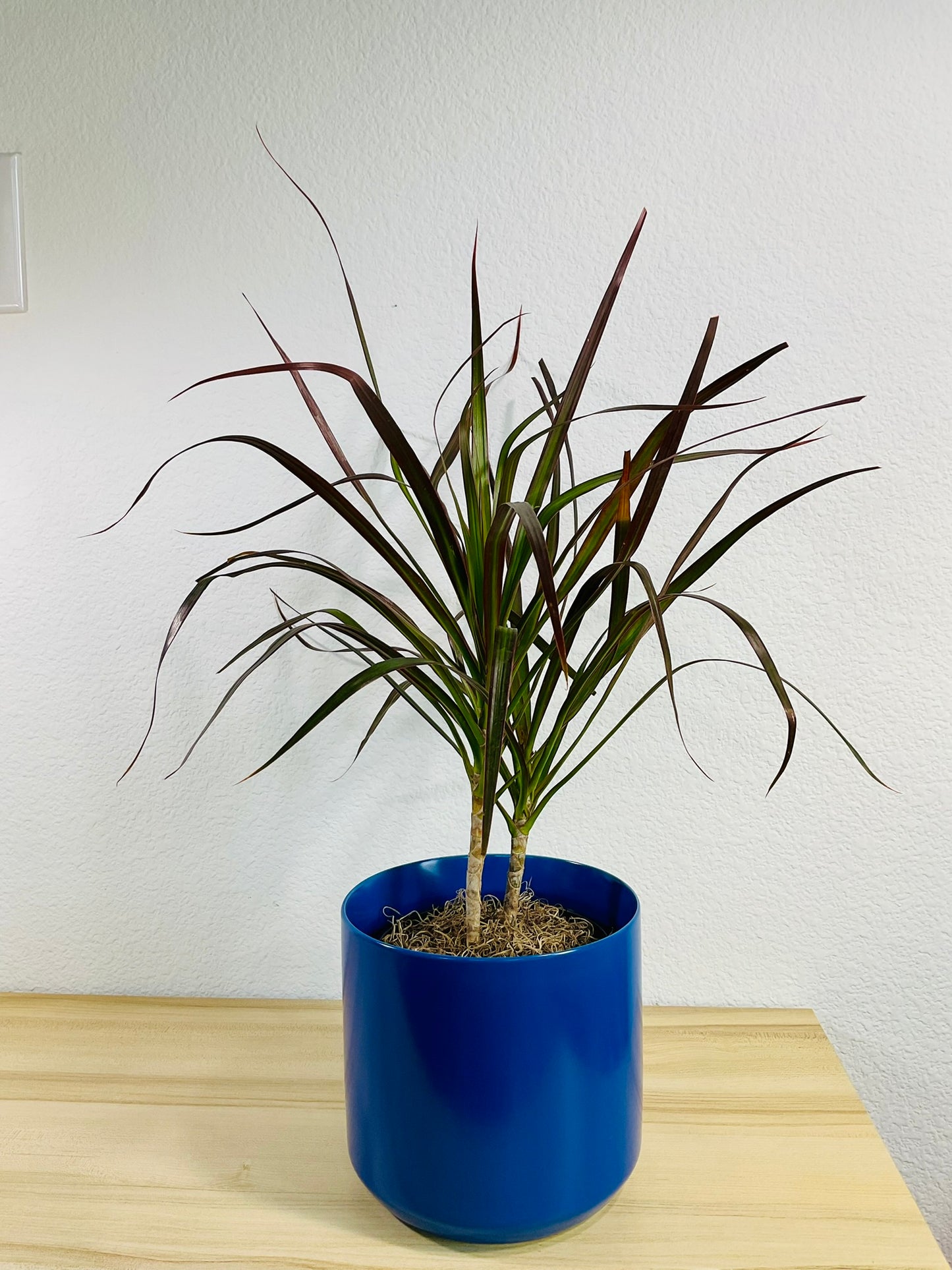 Dracaena Marginata Magenta with long green and magenta-tipped leaves in blue ceramic pot.