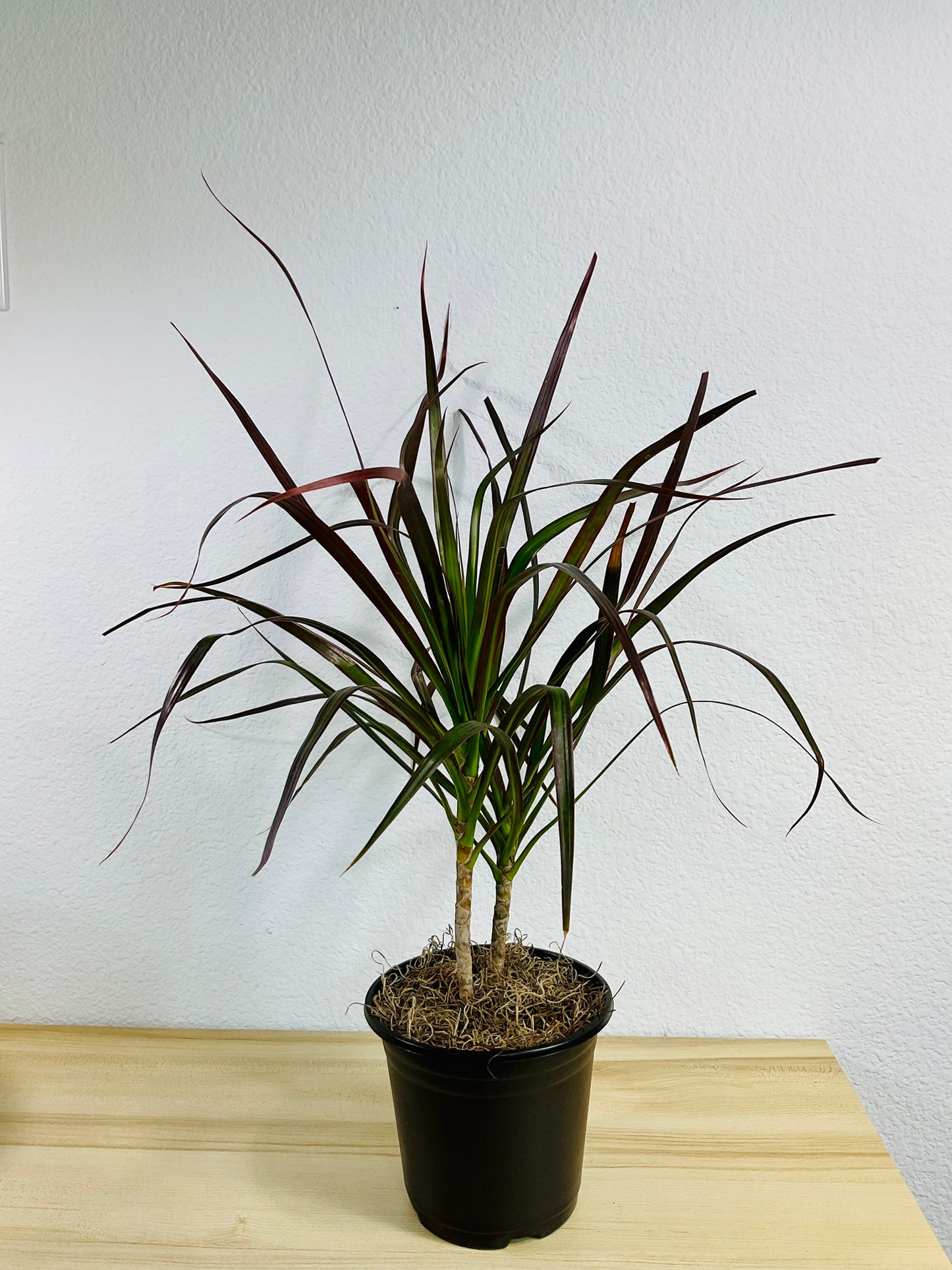 Dracaena Marginata Magenta with long green and magenta-tipped leaves in grow pot medium size.