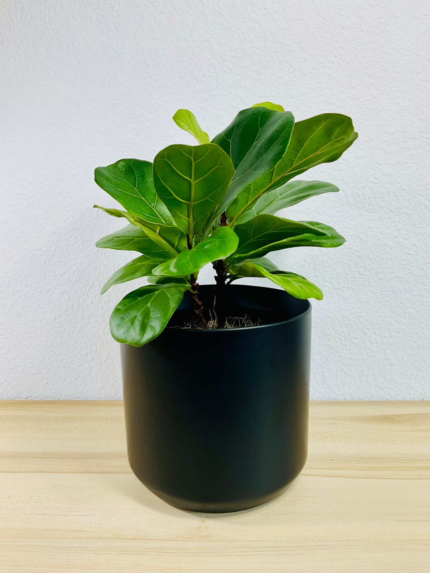 Ficus Lyrata Fiddle Leaf Fig in black ceramic 6 inch pot – lush plant for home decor