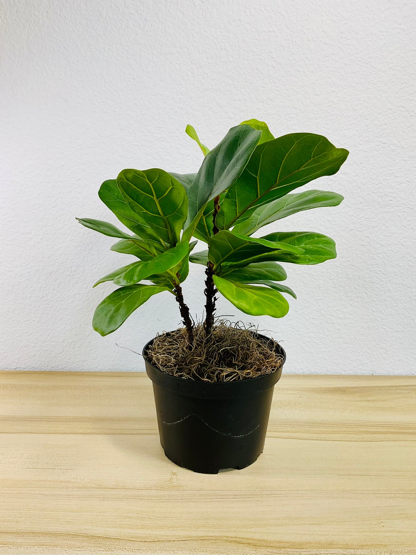 Ficus Lyrata Fiddle Leaf Fig in 6 inch grow pot – lush plant for home decor