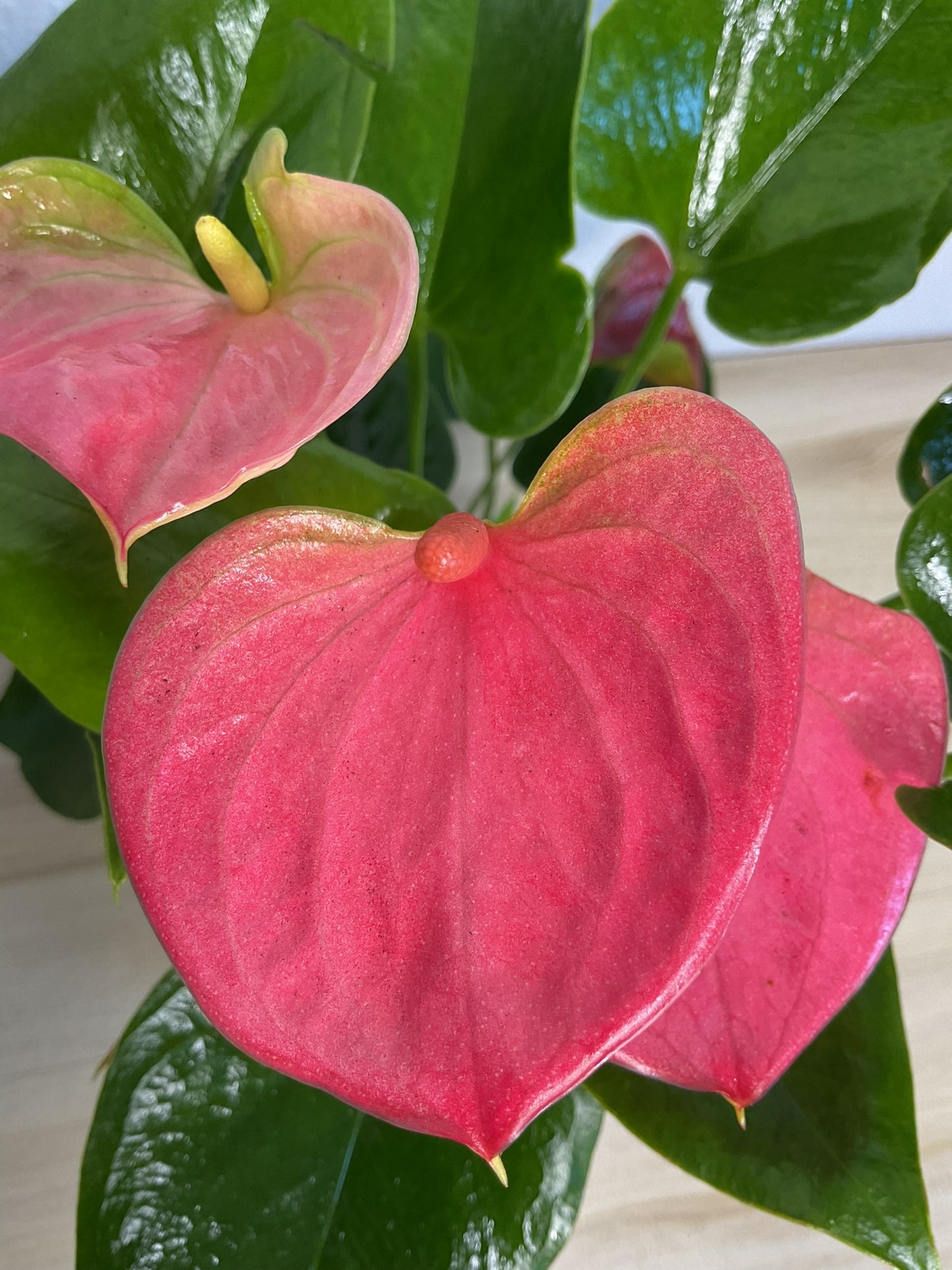 Pink Anthurium plant with heart-shaped pink flamingo up close