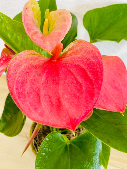 Pink Anthurium plant with heart-shaped pink flowers up close view