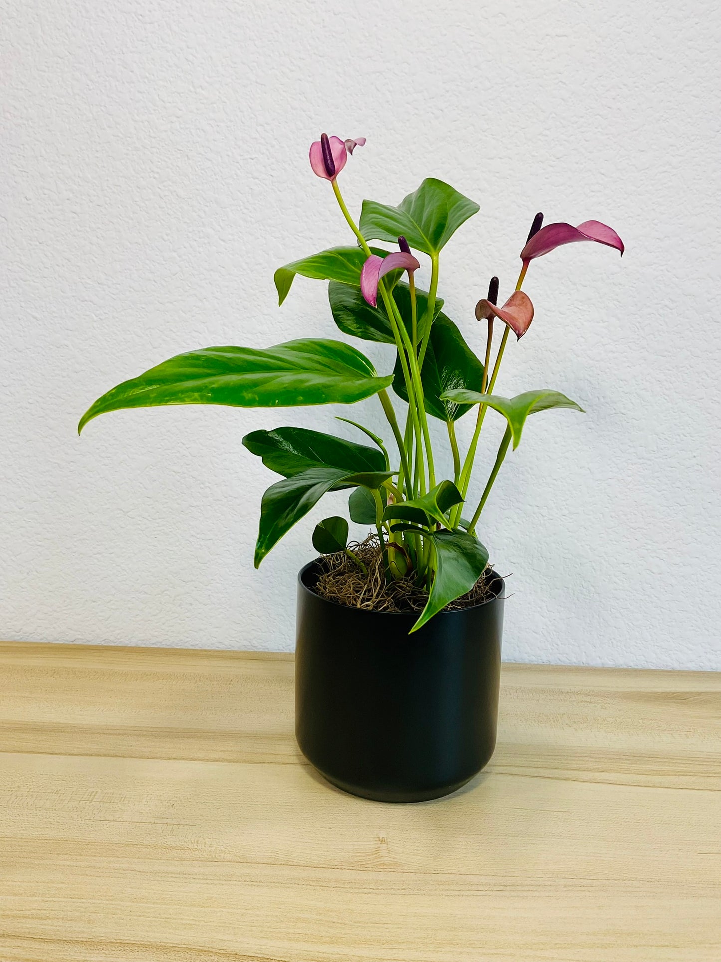 Purple Anthurium plant (Purple flamingo) with rich violet flowers in a black ceramic planter.