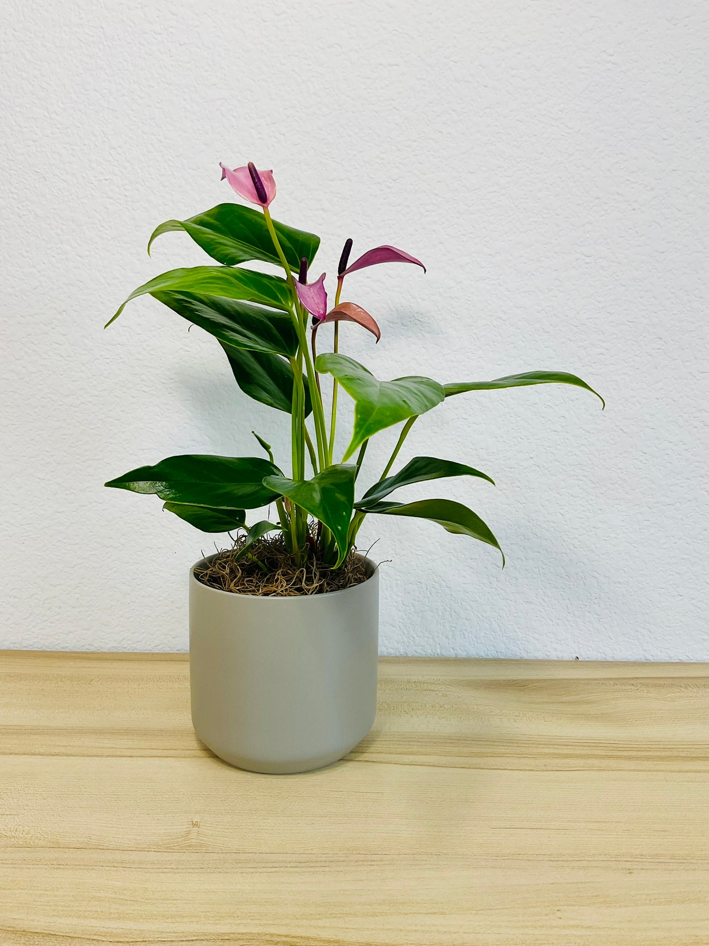 Purple Anthurium plant (Purple flamingo) with rich violet flowers in a gray ceramic planter.