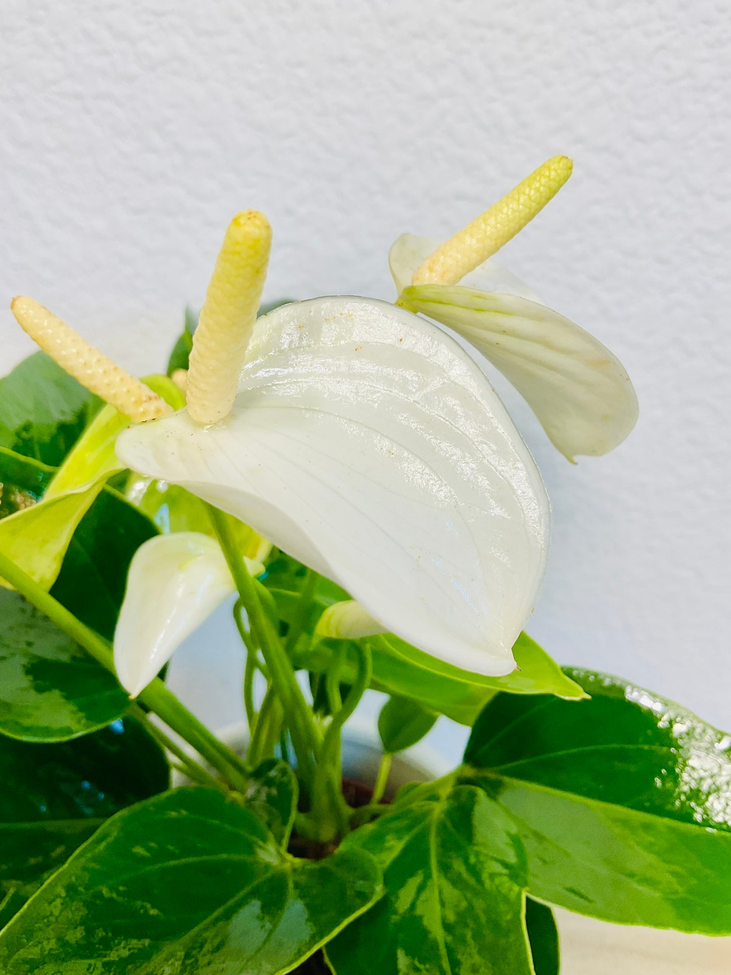 White Anthurium plant with soft white flowers up close leaves and flamingo view