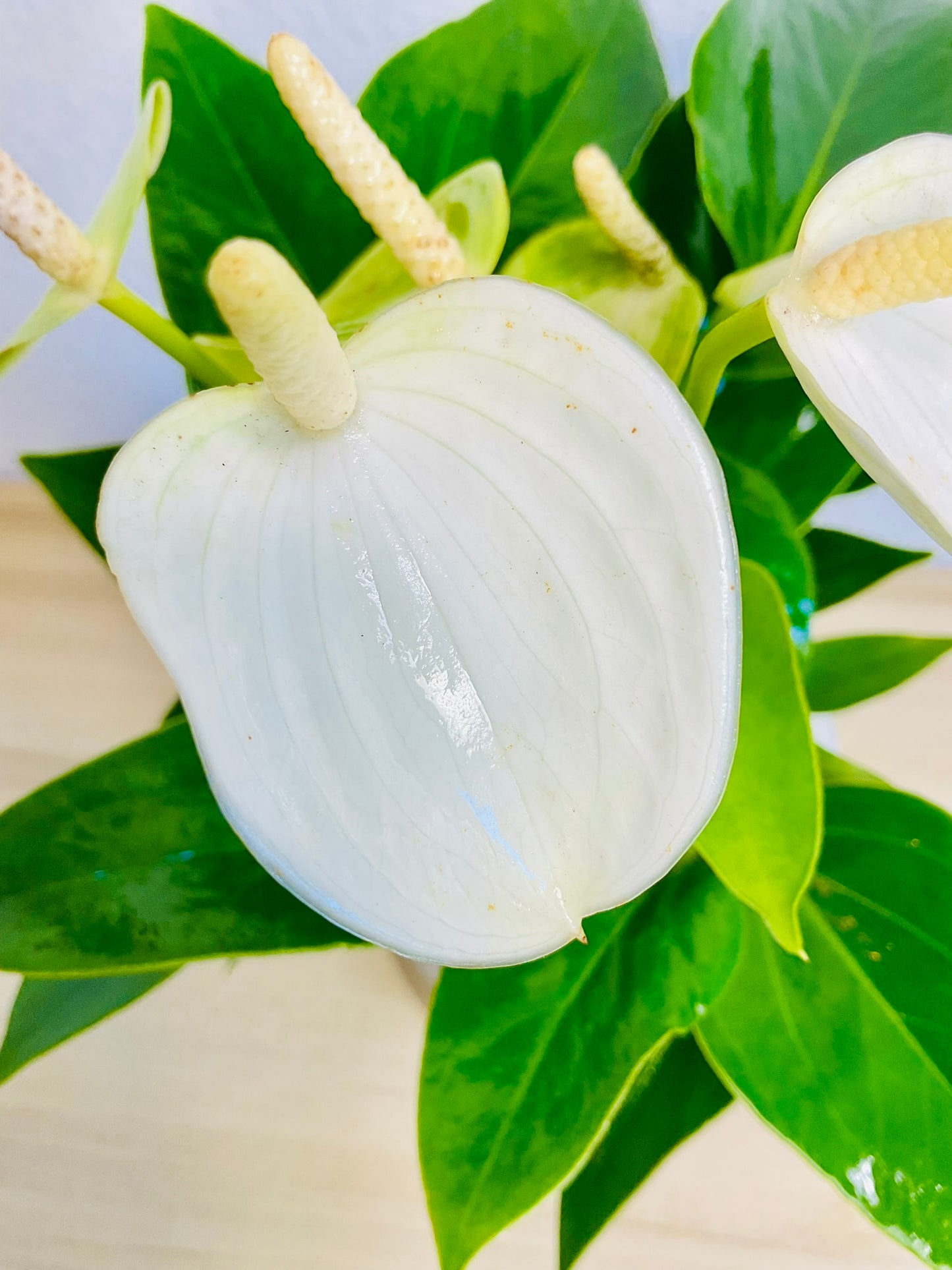 White Anthurium plant with soft white flowers up close flamingo view