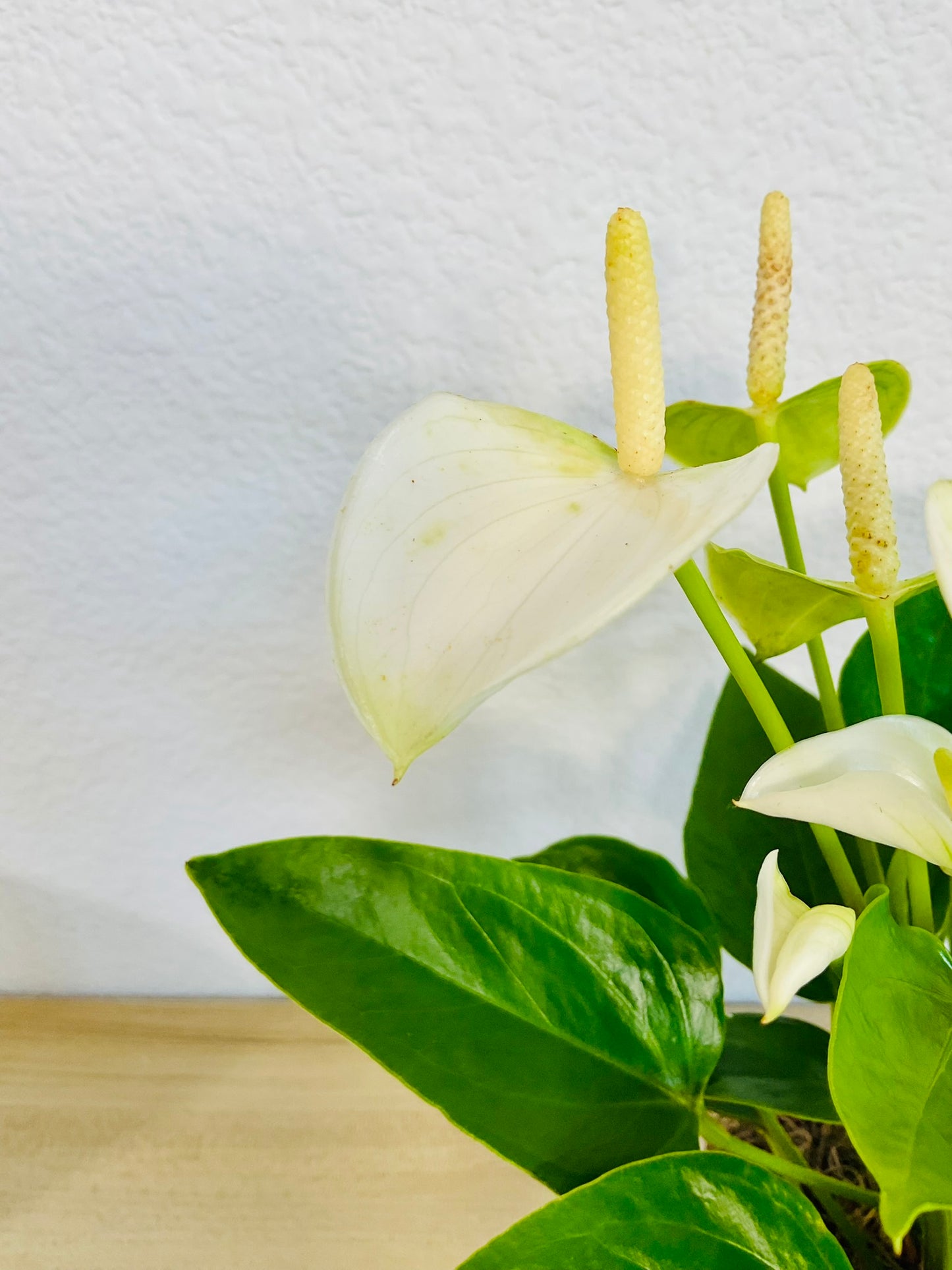 White Anthurium plant with soft white flowers up close leaves and flamingo view