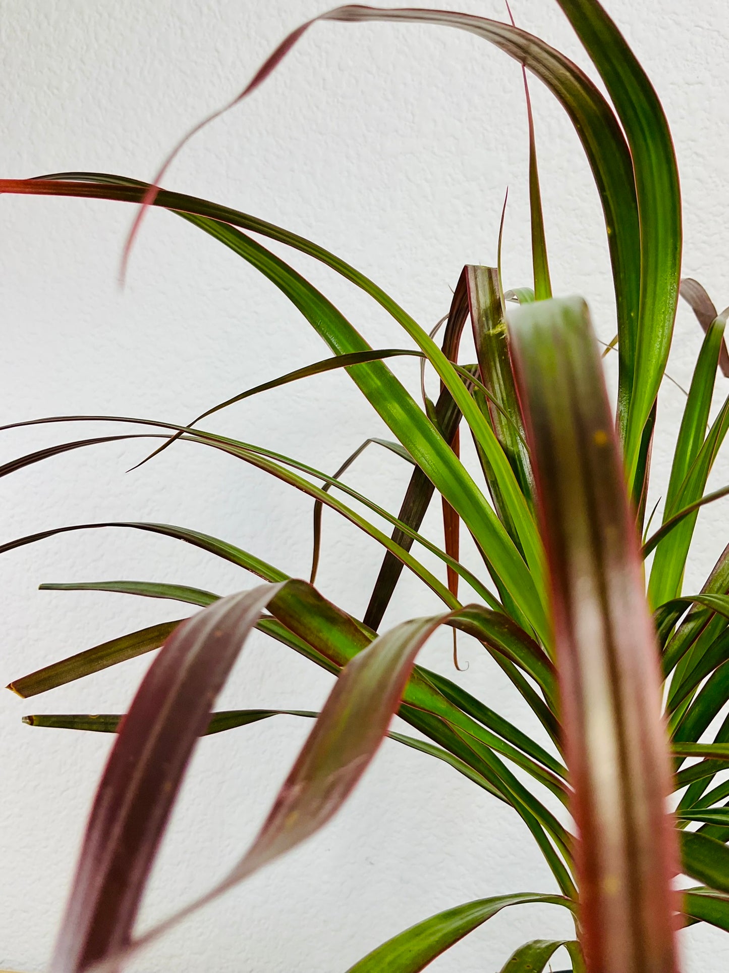 Dracaena Marginata Magenta with long green and magenta-tipped leaves up close leaves detail.