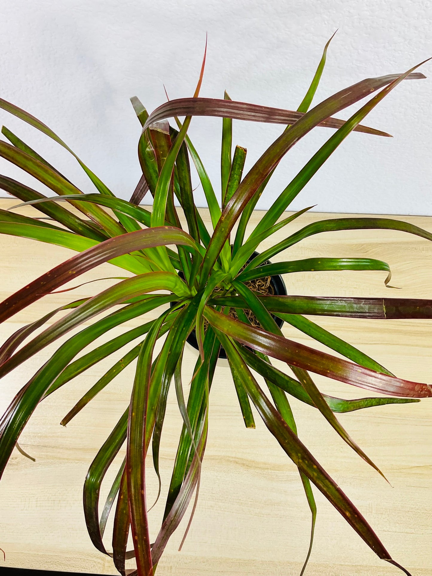Dracaena Marginata Magenta with long green and magenta-tipped leaves top view.
