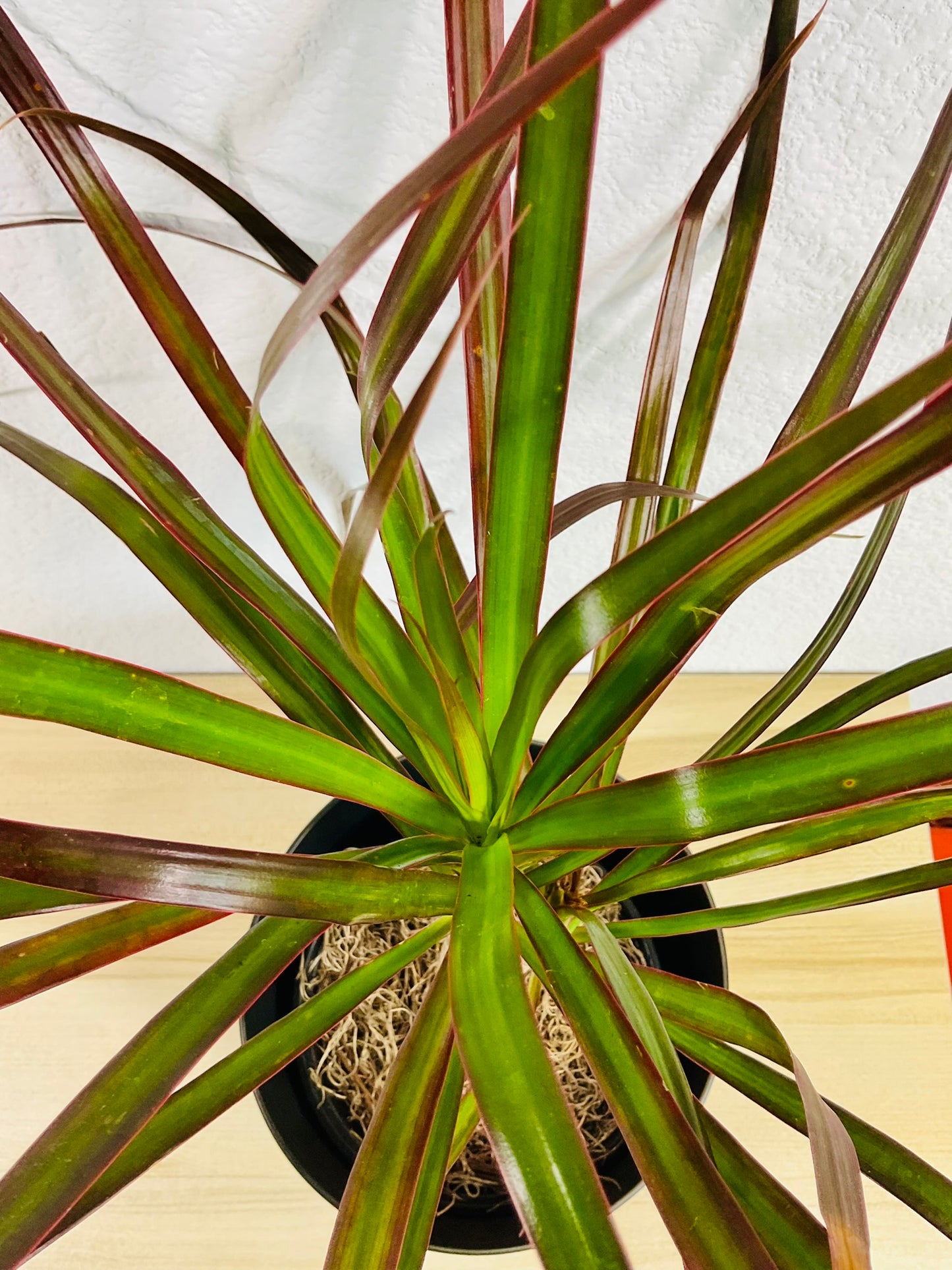 Dracaena Marginata Magenta with long green and magenta-tipped leaves top view detail