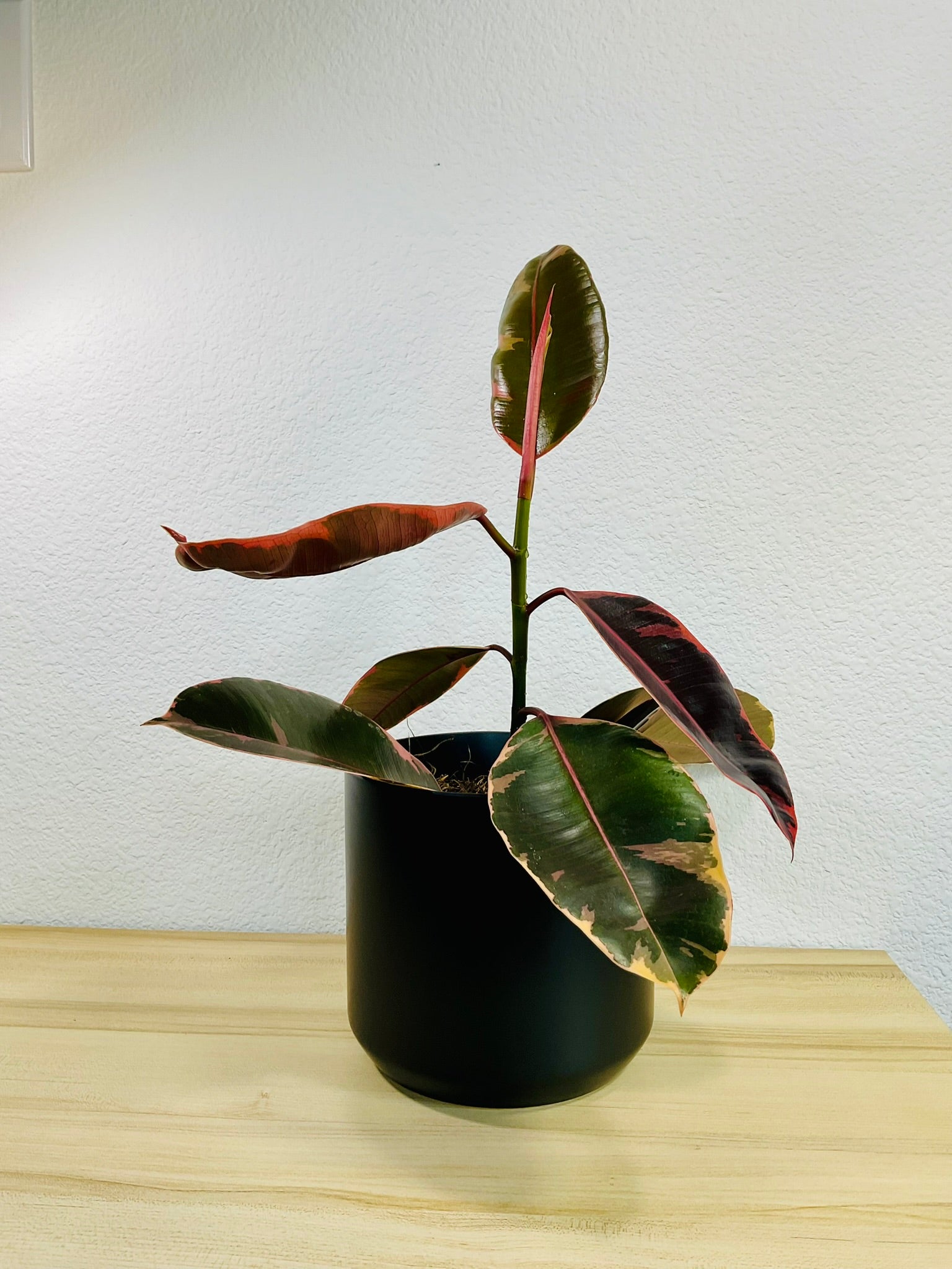 15+ Ficus Elastica Pink Ficus Elastica Ruby Pink | Variegated Rubber Plant - Basic Karma