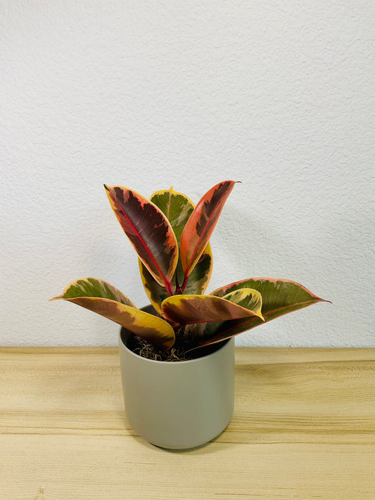 Ficus Tineke plant with cream and green leaves in a gray pot tilt view.
