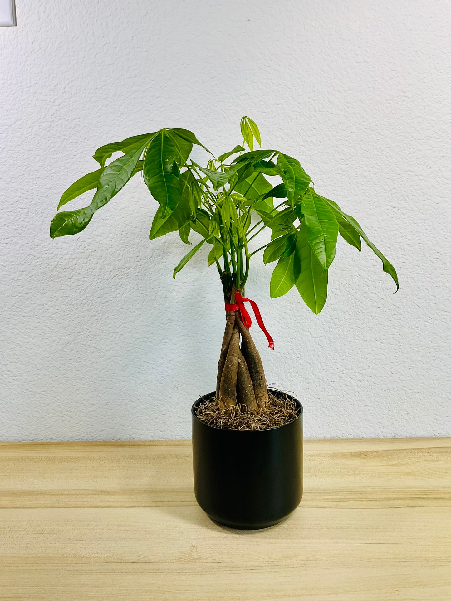 Money Tree with braided trunk in 4 inch black ceramic pot