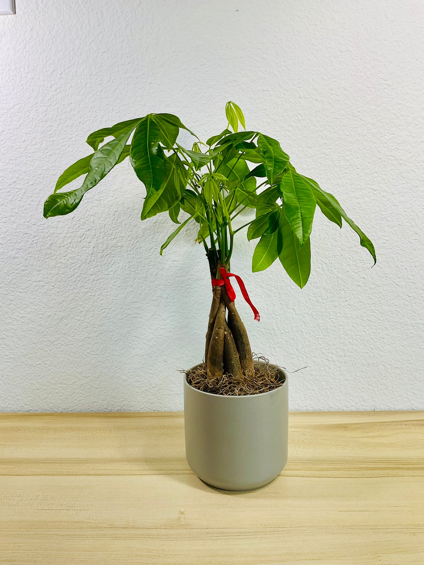 Money Tree with braided trunk in 4 inch gray ceramic pot