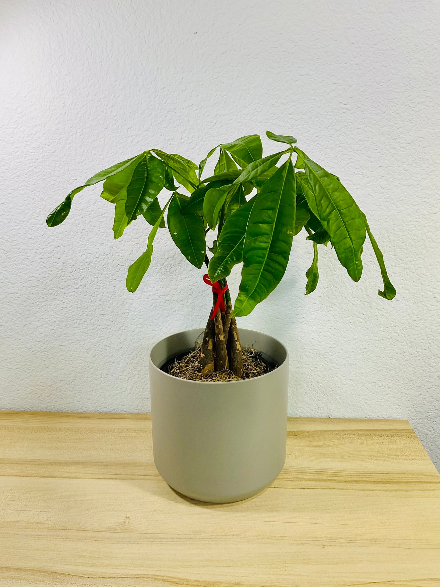 Money Tree with braided trunk in 6 inch gray ceramic pot