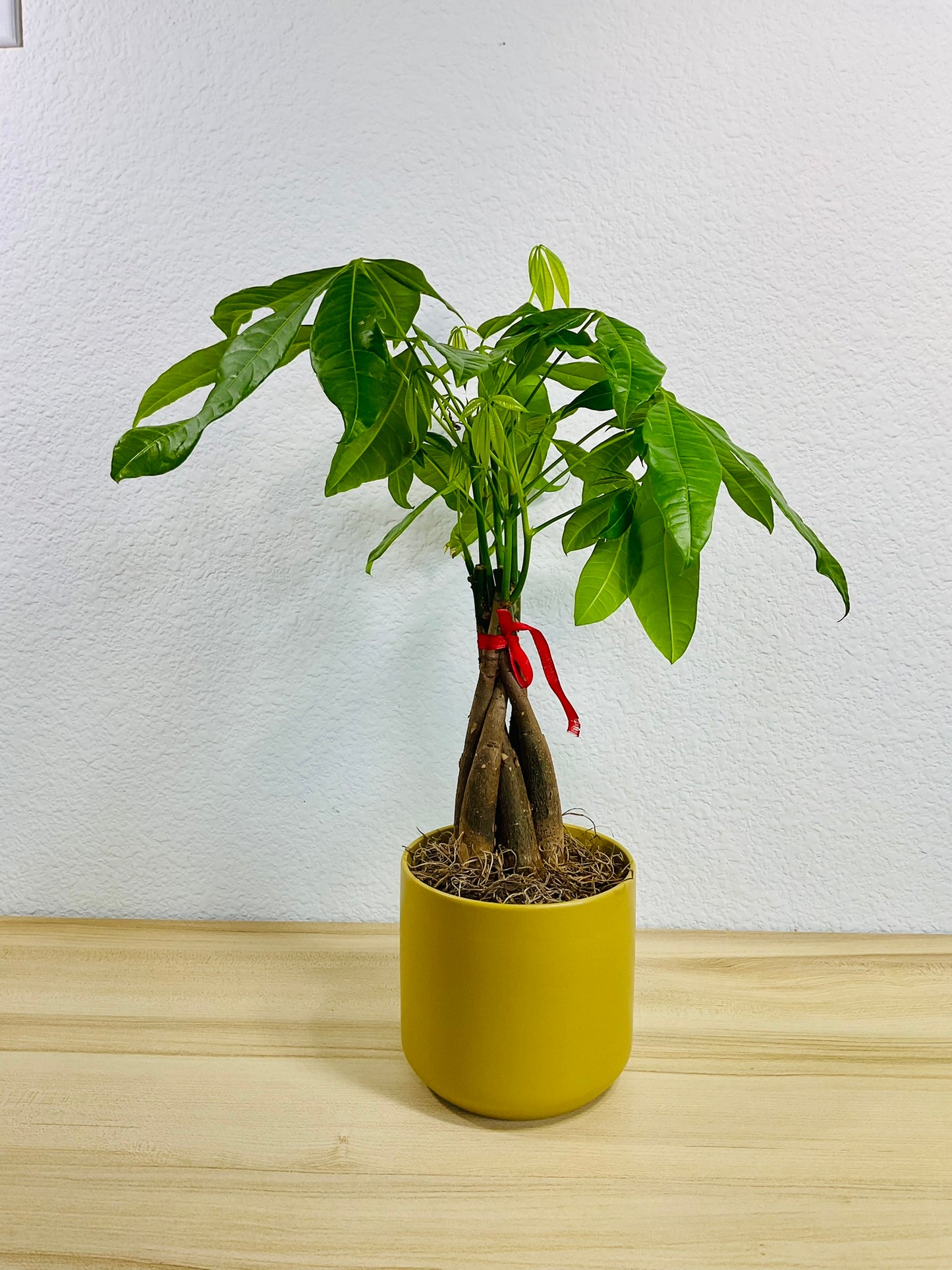Money Tree with braided trunk in 4 inch ochre ceramic pot