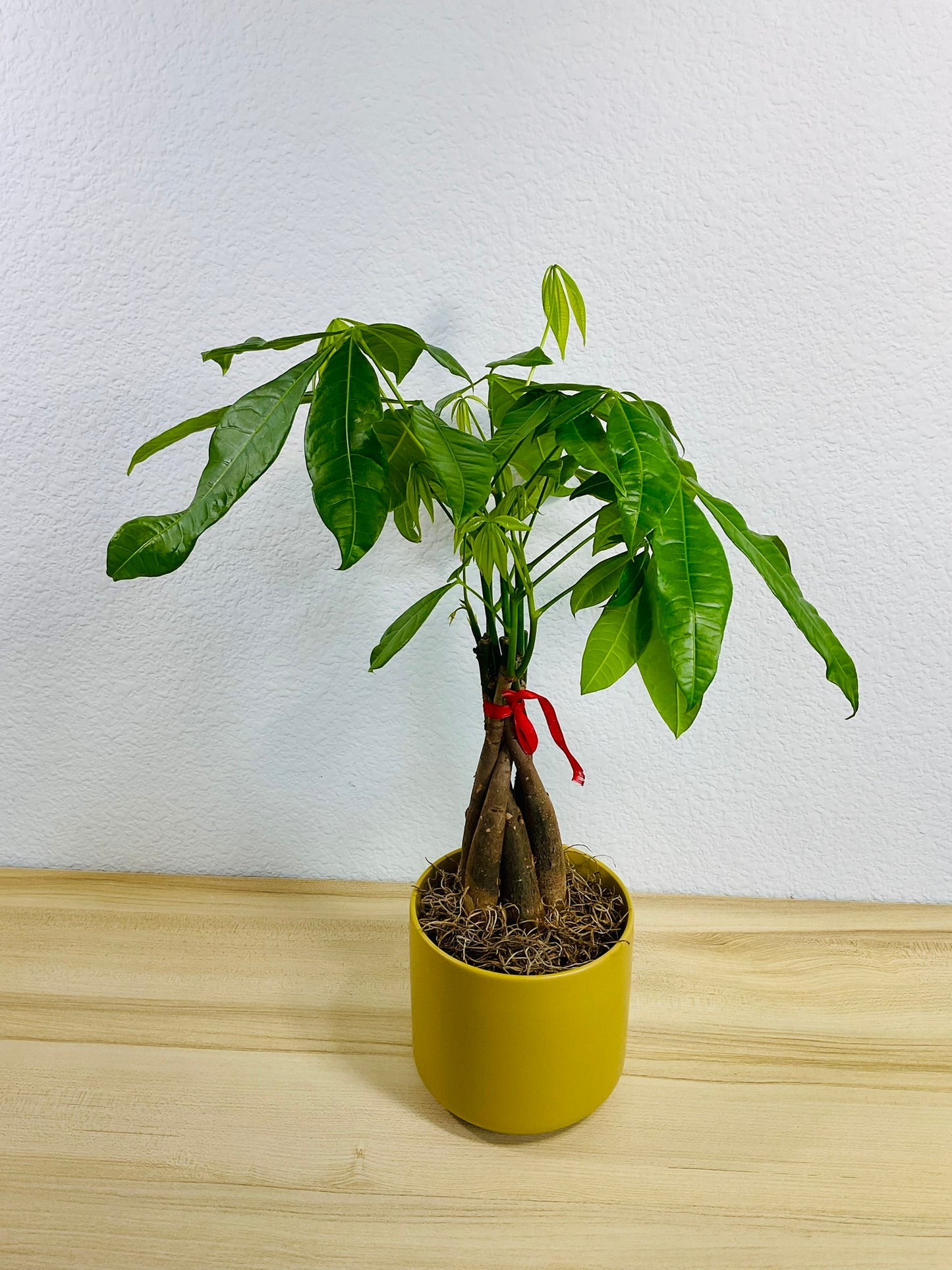 Money Tree with braided trunk in 4 inch ochre ceramic pot, tilt view