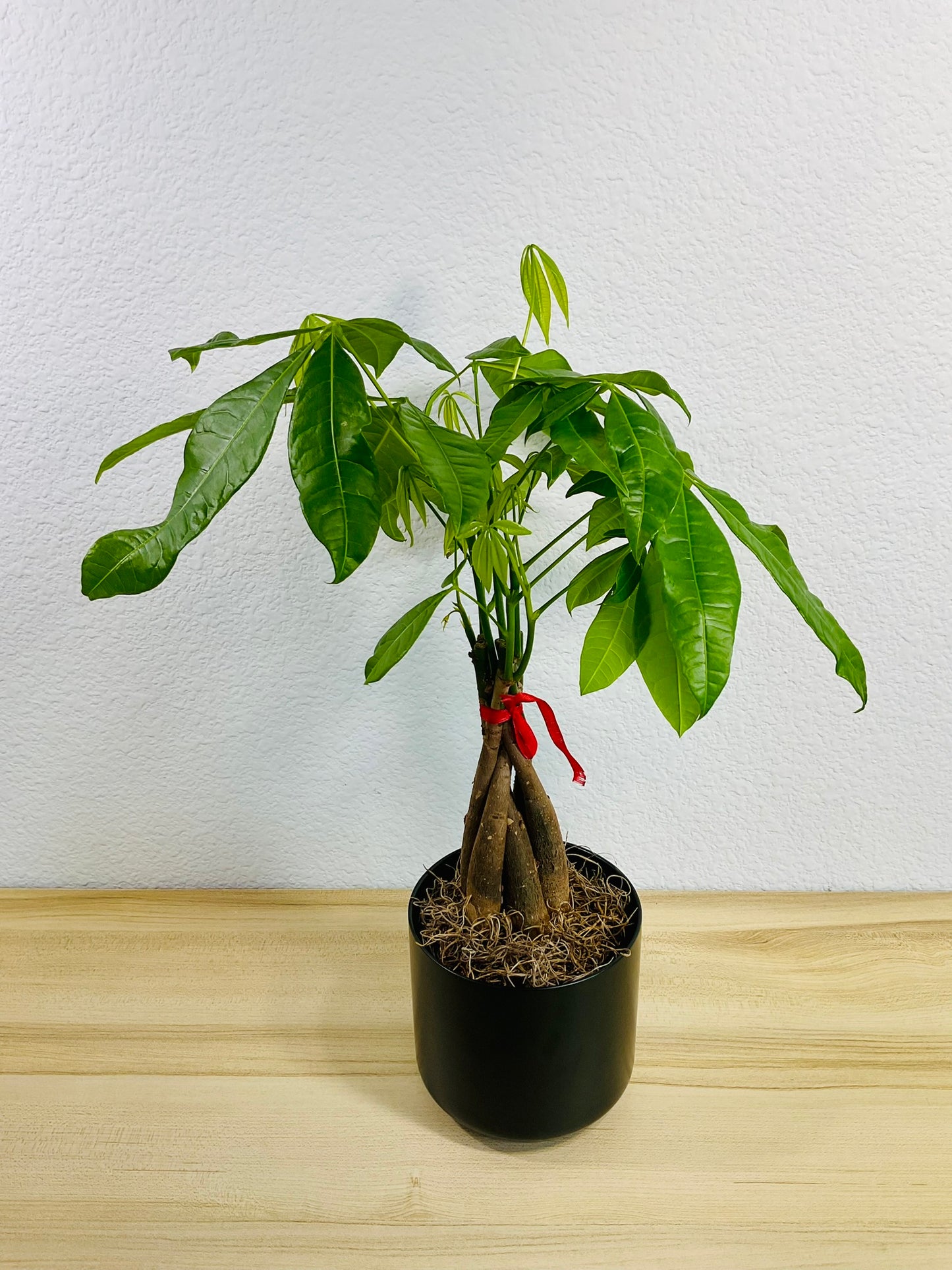 Money Tree with braided trunk in 4 inch black ceramic pot, tilt view