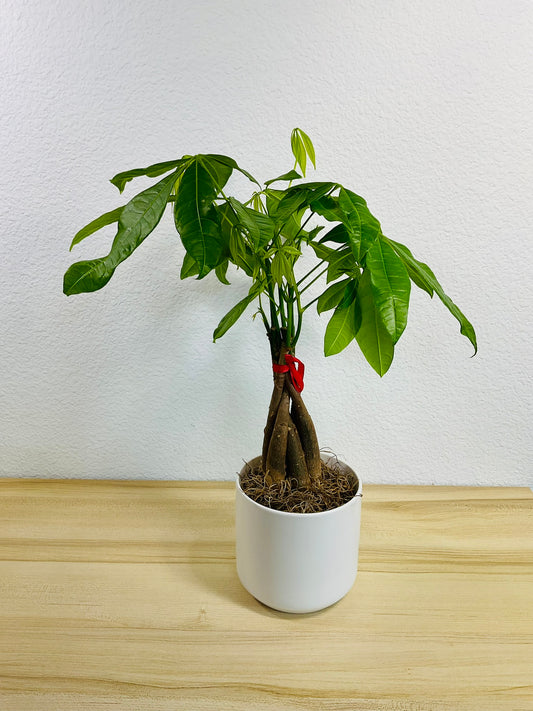 Money Tree with braided trunk in 4 inch white ceramic pot, tilt view