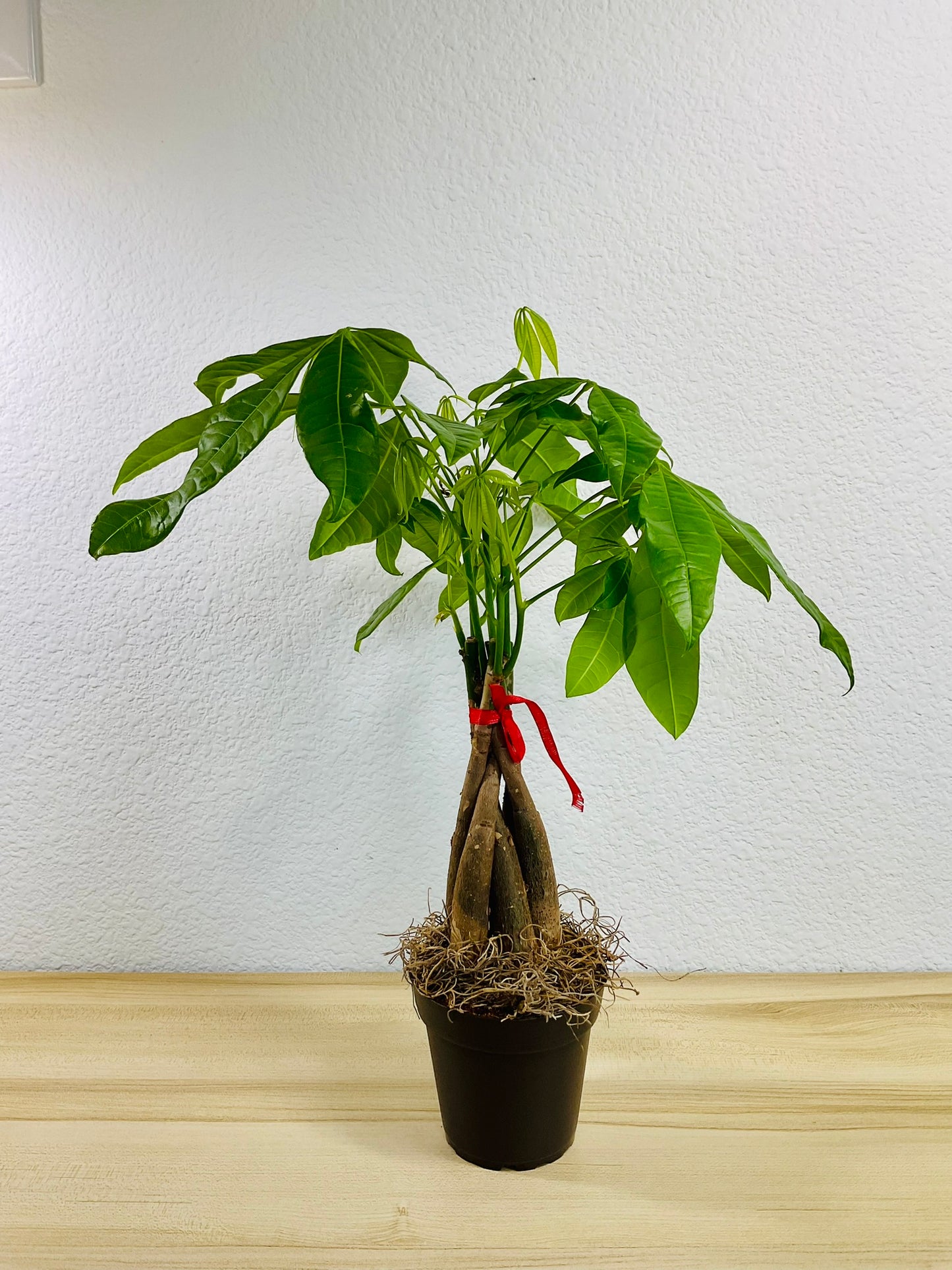 Money Tree with braided trunk in 4 inch grow pot