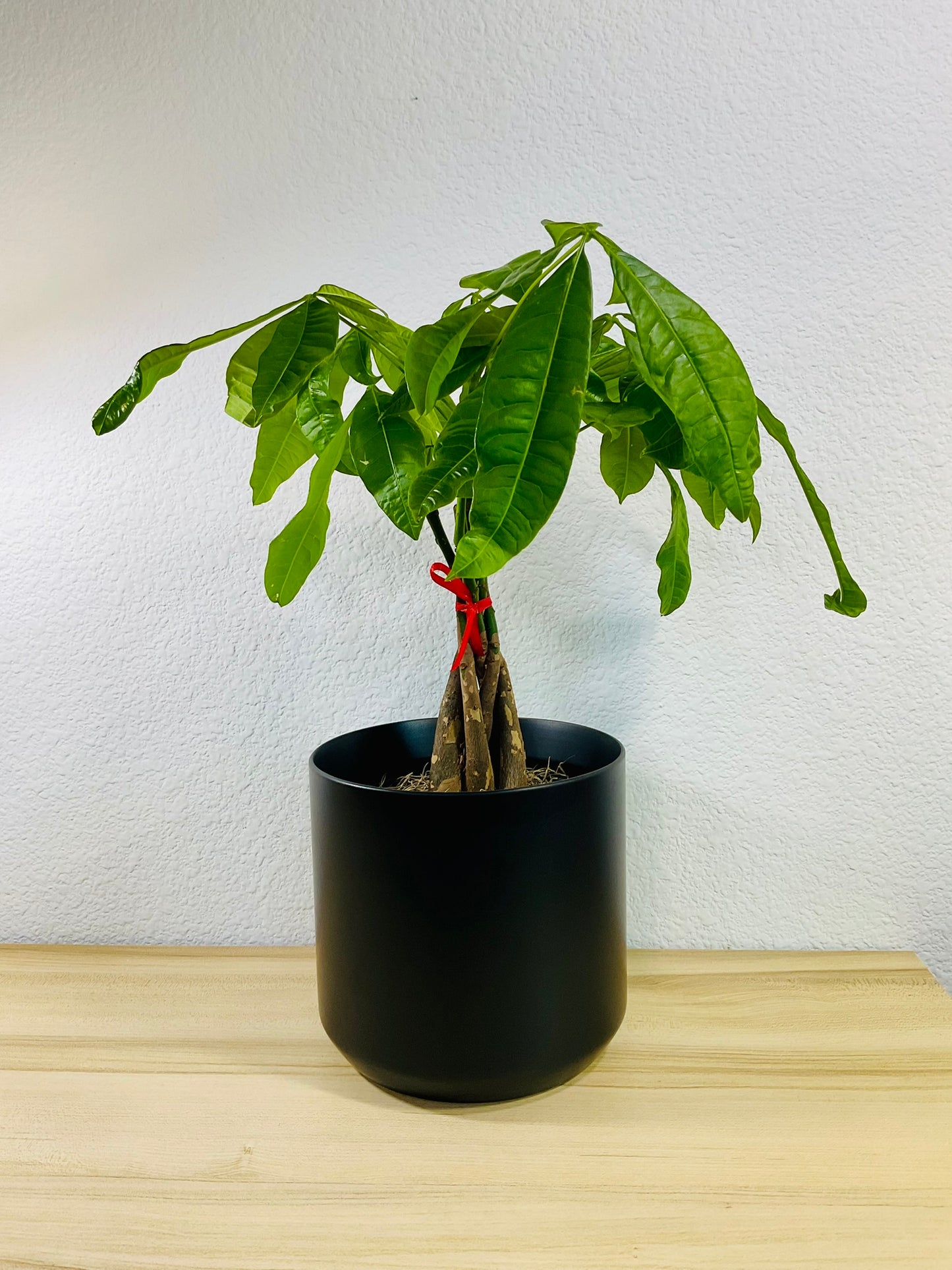 Money Tree with braided trunk in 6 inch black ceramic pot