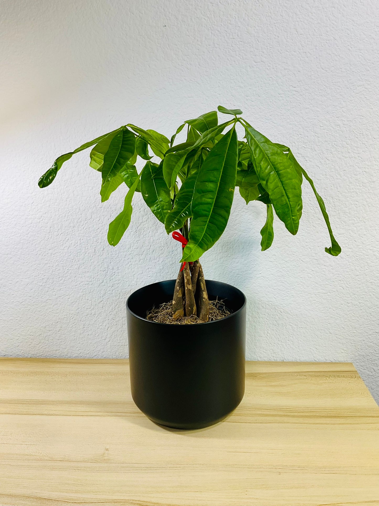 Money Tree with braided trunk in 6 inch black ceramic pot, tilt view