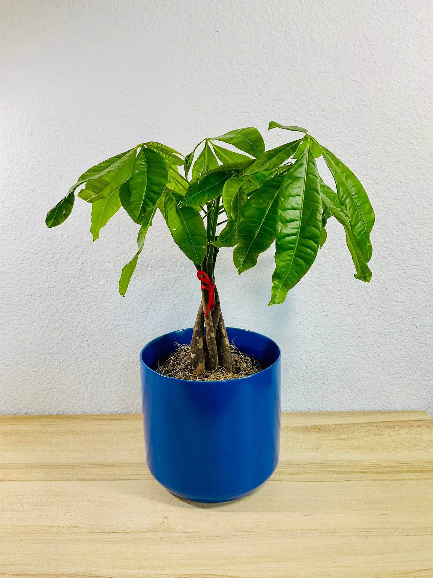 Money Tree with braided trunk in 6 inch blue ceramic pot, tilt view