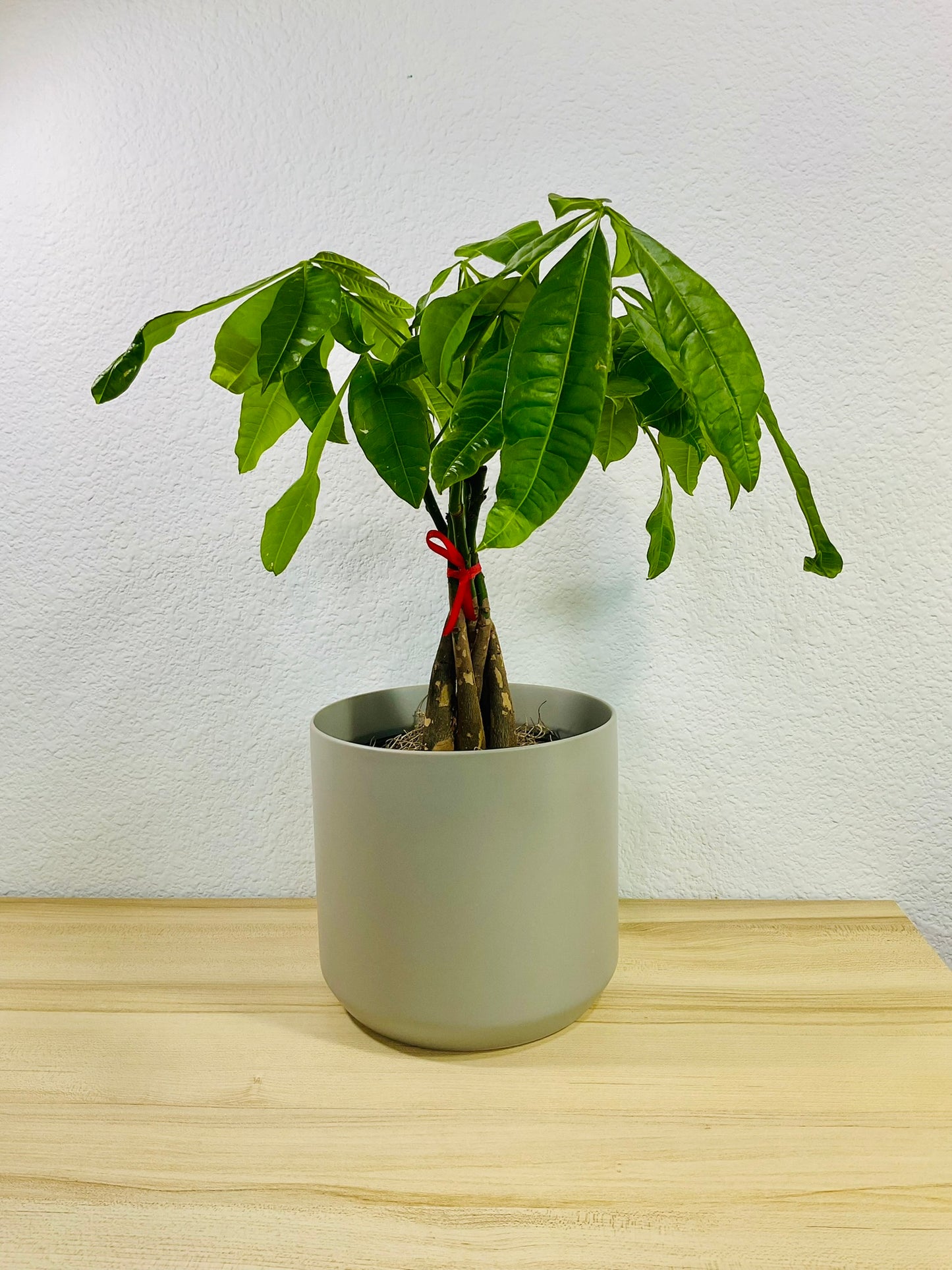 Money Tree with braided trunk in 6 inch gray ceramic pot