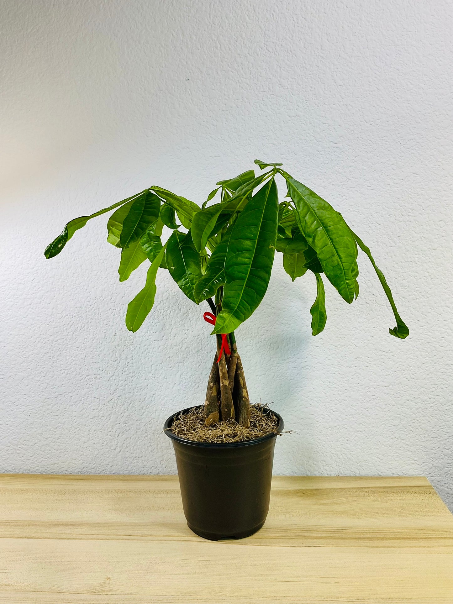 Money Tree with braided trunk in 6 inch grow pot