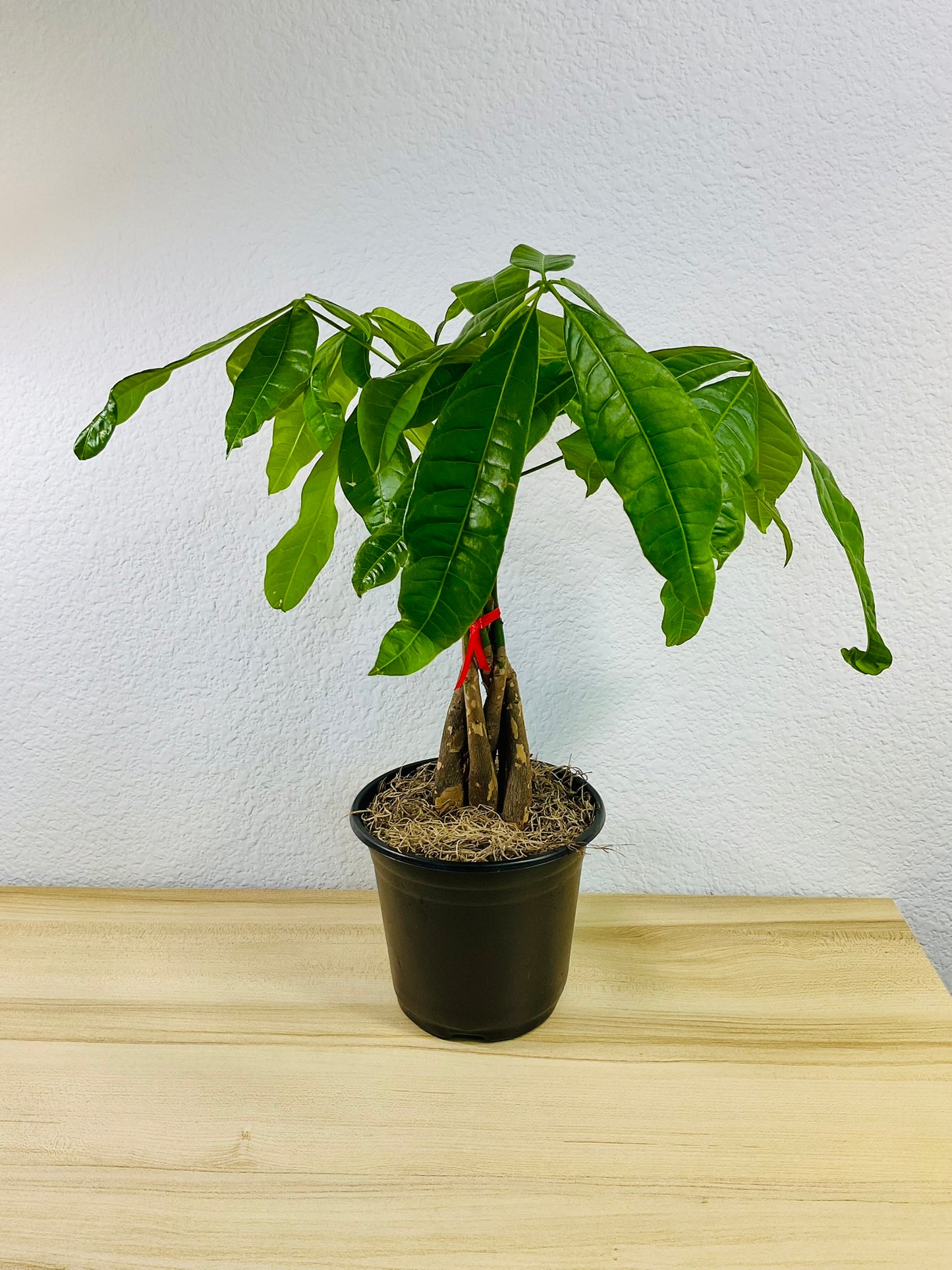Money Tree with braided trunk in 6 inch grow pot