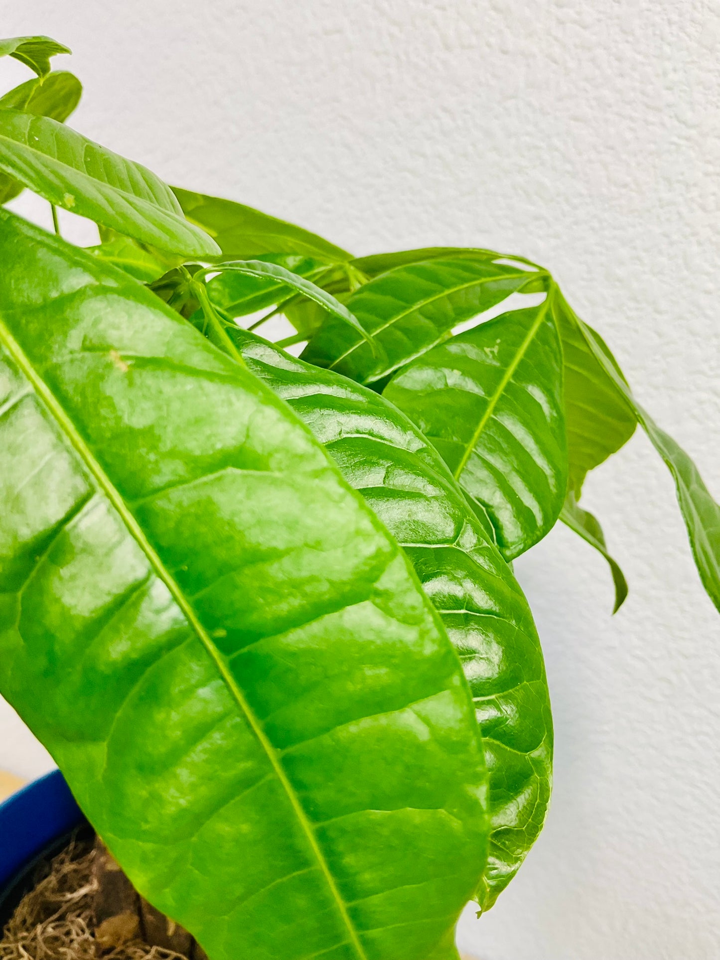 Money Tree with braided trunk leaves