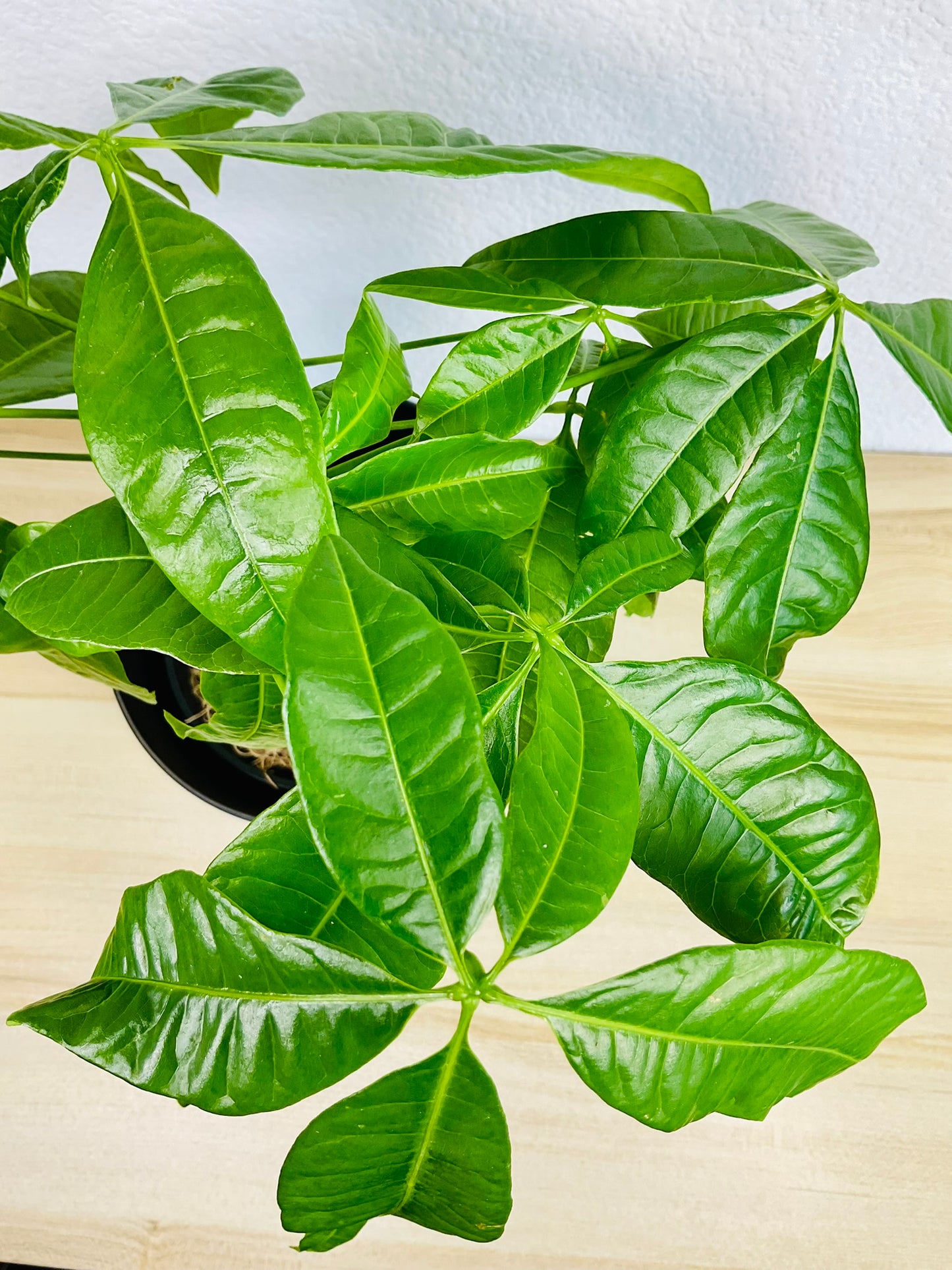 Money Tree with braided trunk top view up close