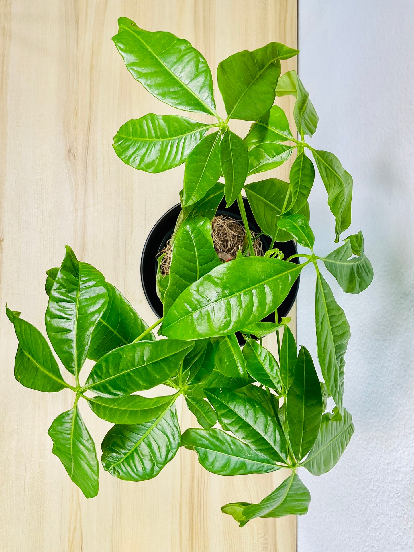 Money Tree with braided trunk, full top view