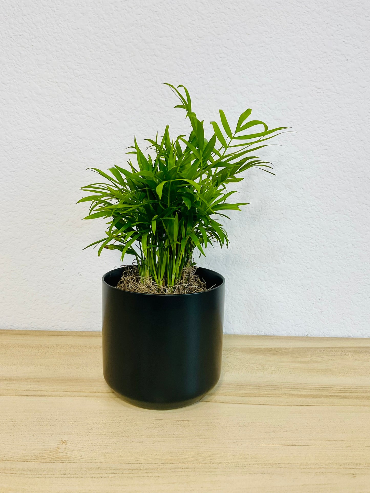 Parlor Palm in 4 inch black ceramic pot