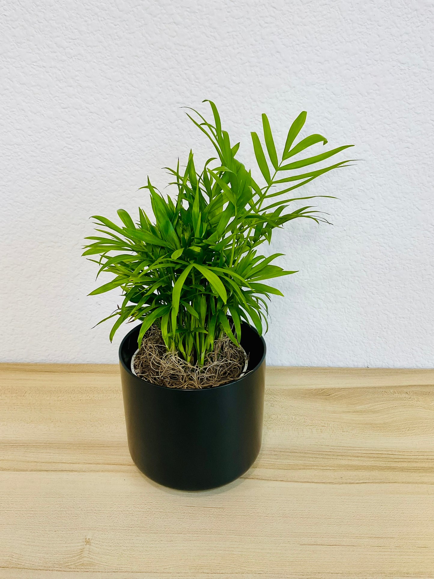 Parlor Palm in 4 inch black ceramic pot tilt view