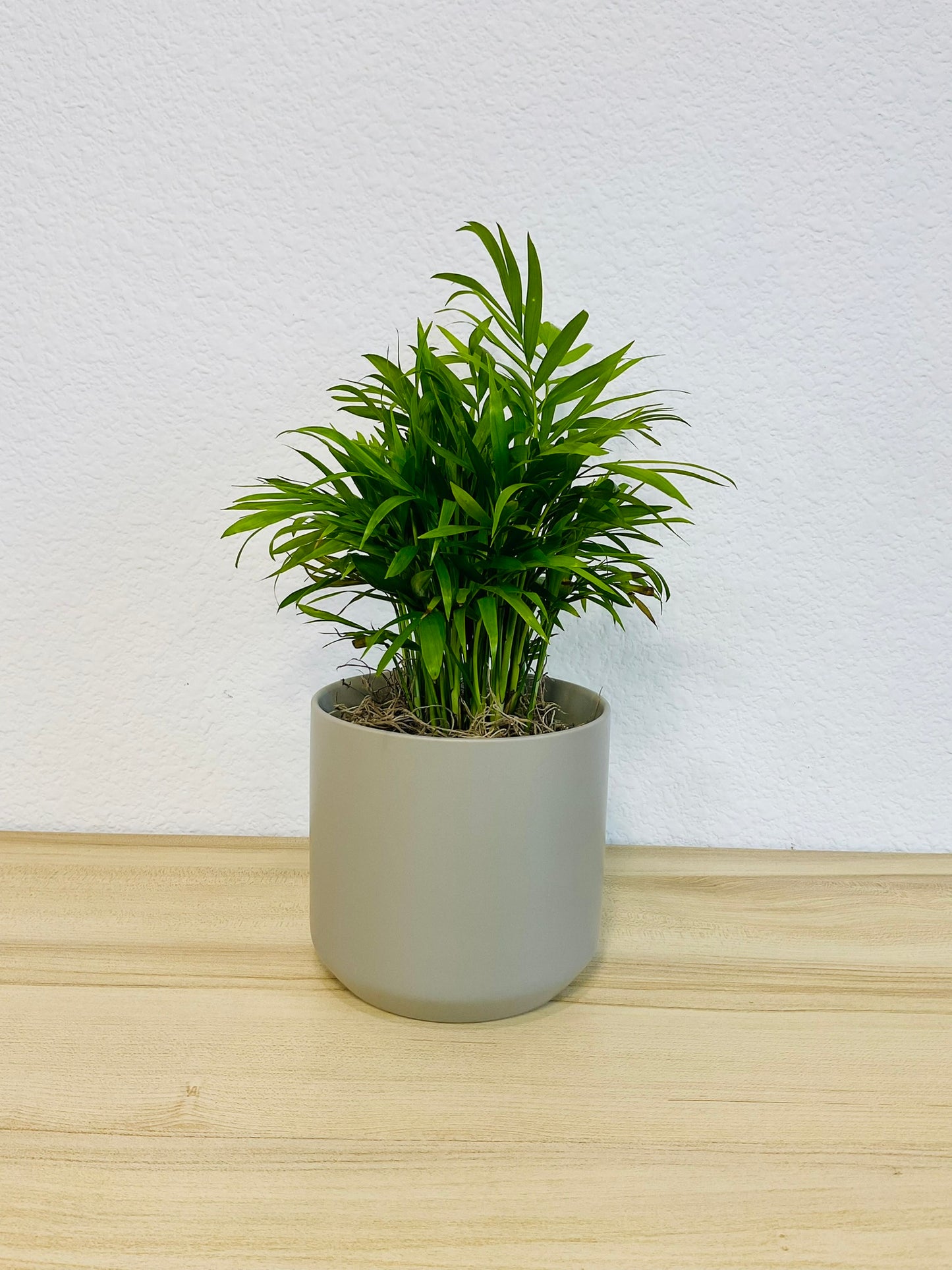 Parlor Palm in 4 inch gray ceramic pot