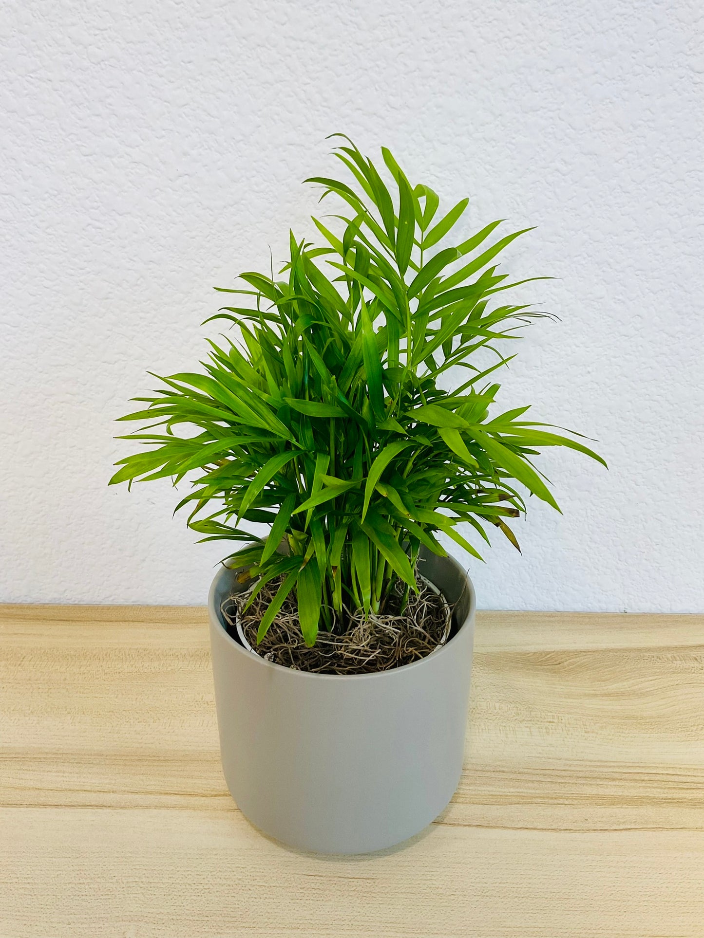 Parlor Palm in 4 inch gray ceramic pot, tilt view