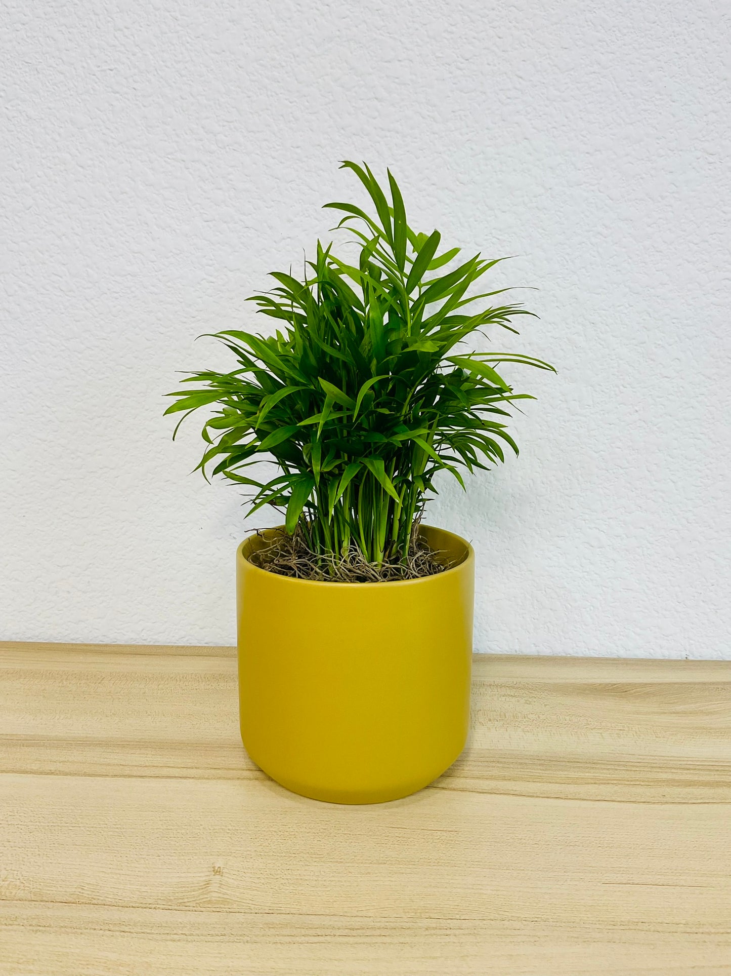 Parlor Palm in 4 inch ochre ceramic pot