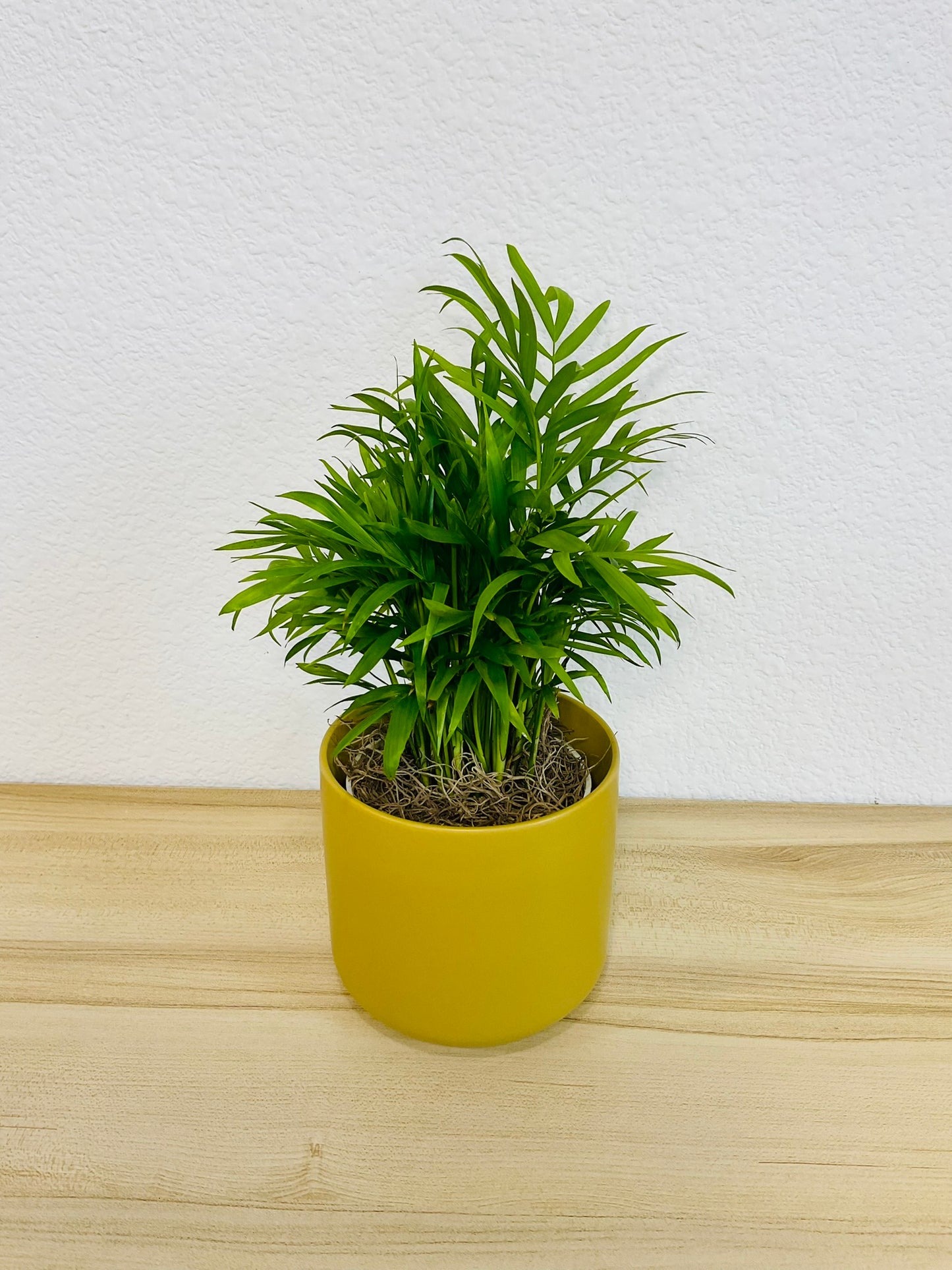 Parlor Palm in 4 inch ochre ceramic pot, tilt view