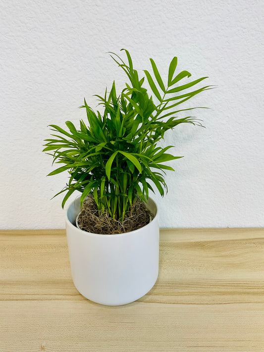 Parlor Palm in 4 inch white ceramic pot tilt view
