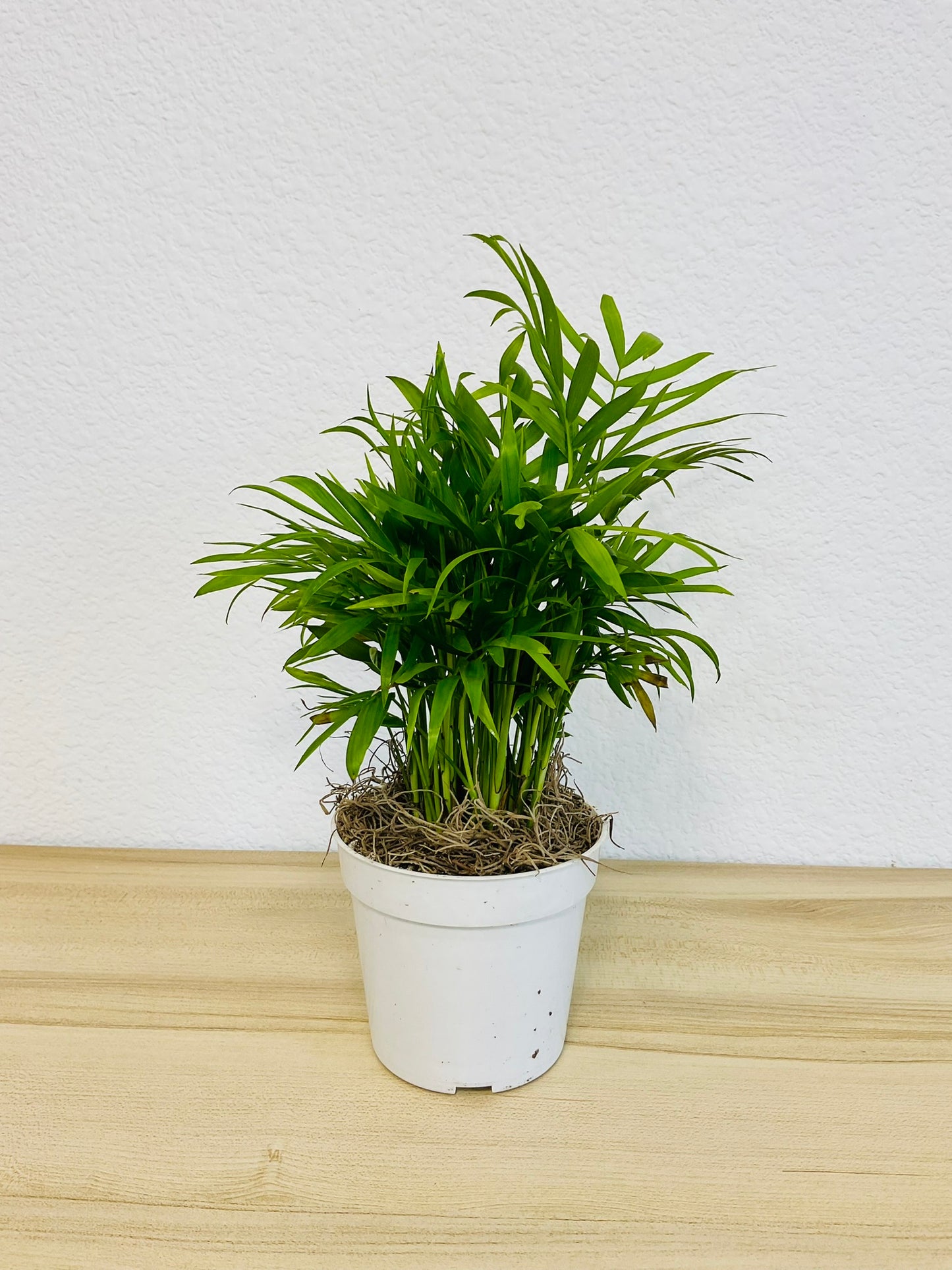 Parlor Palm in white grow pot