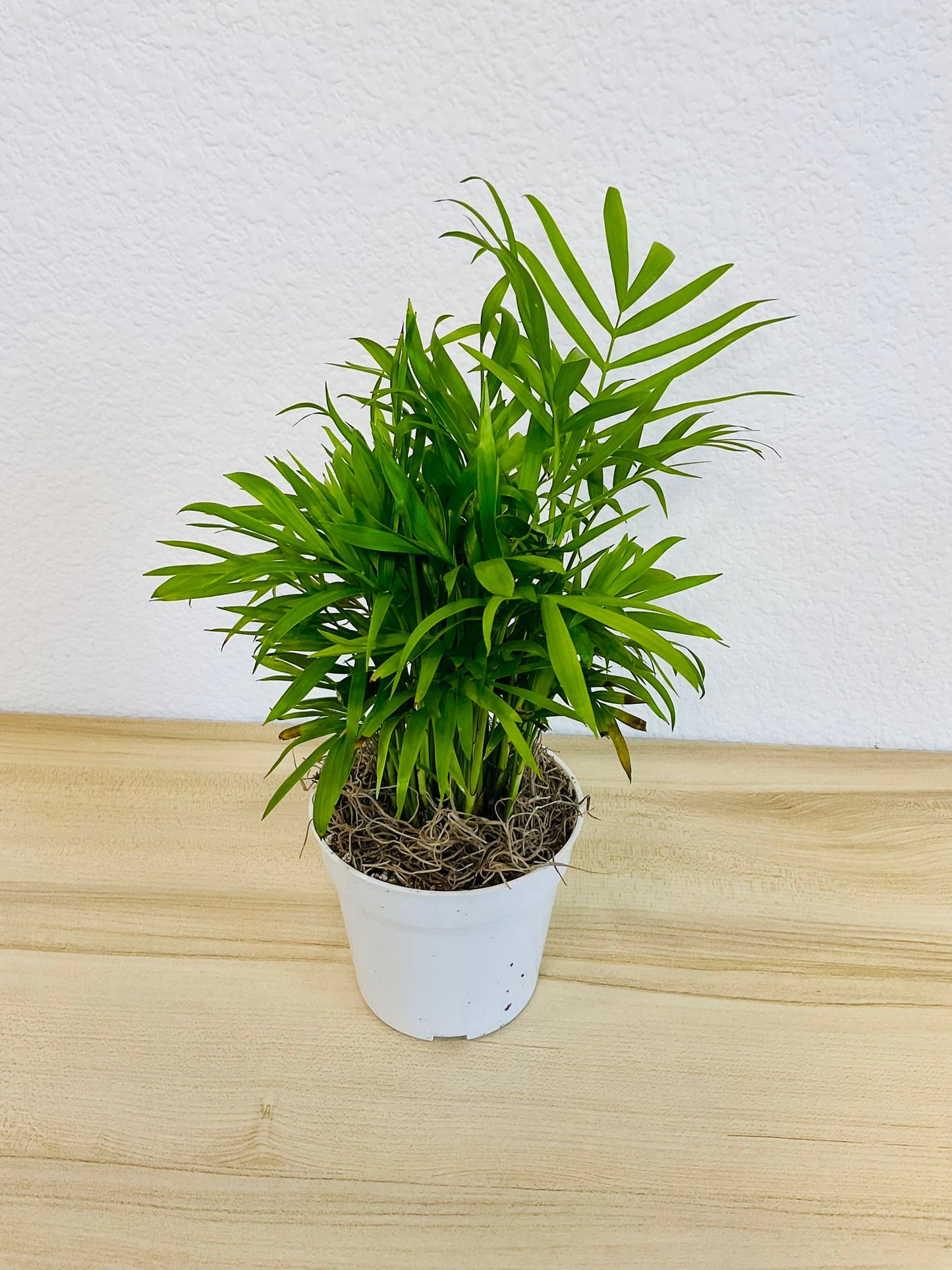 Parlor Palm in white grow pot, tilt view