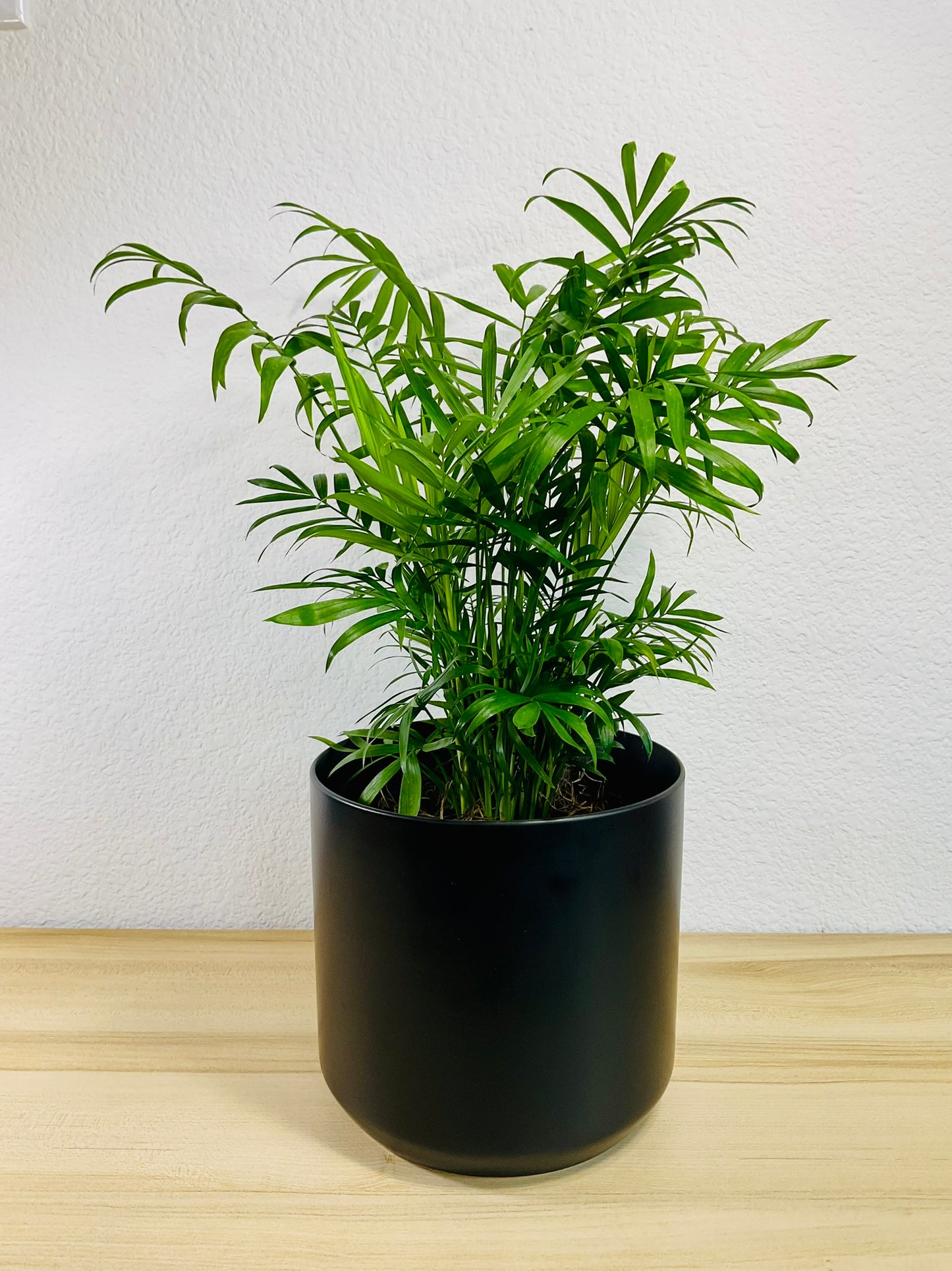 Parlor Palm in 6 inch black ceramic pot