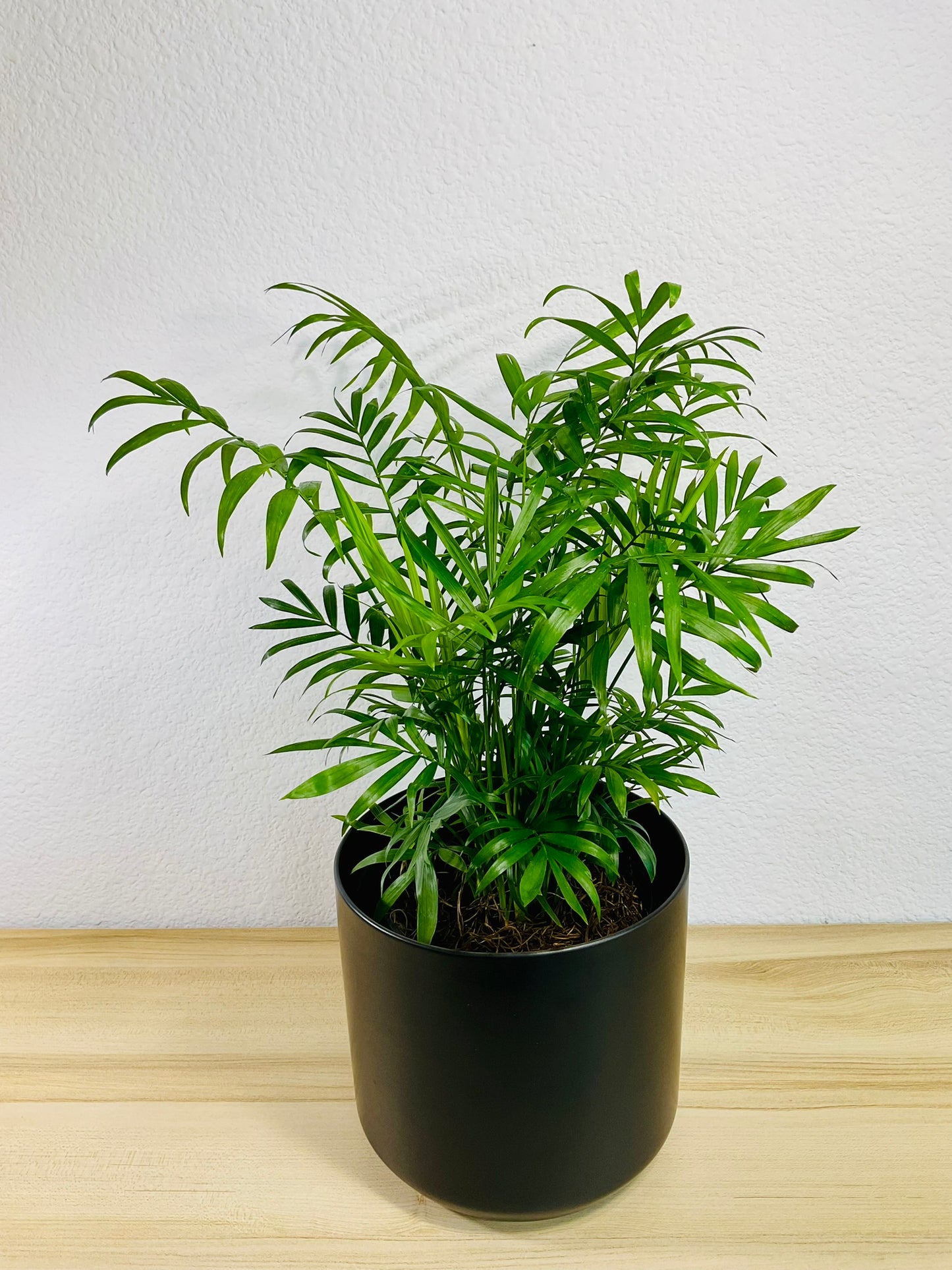 Parlor Palm in 6 inch black ceramic pot, tilt view