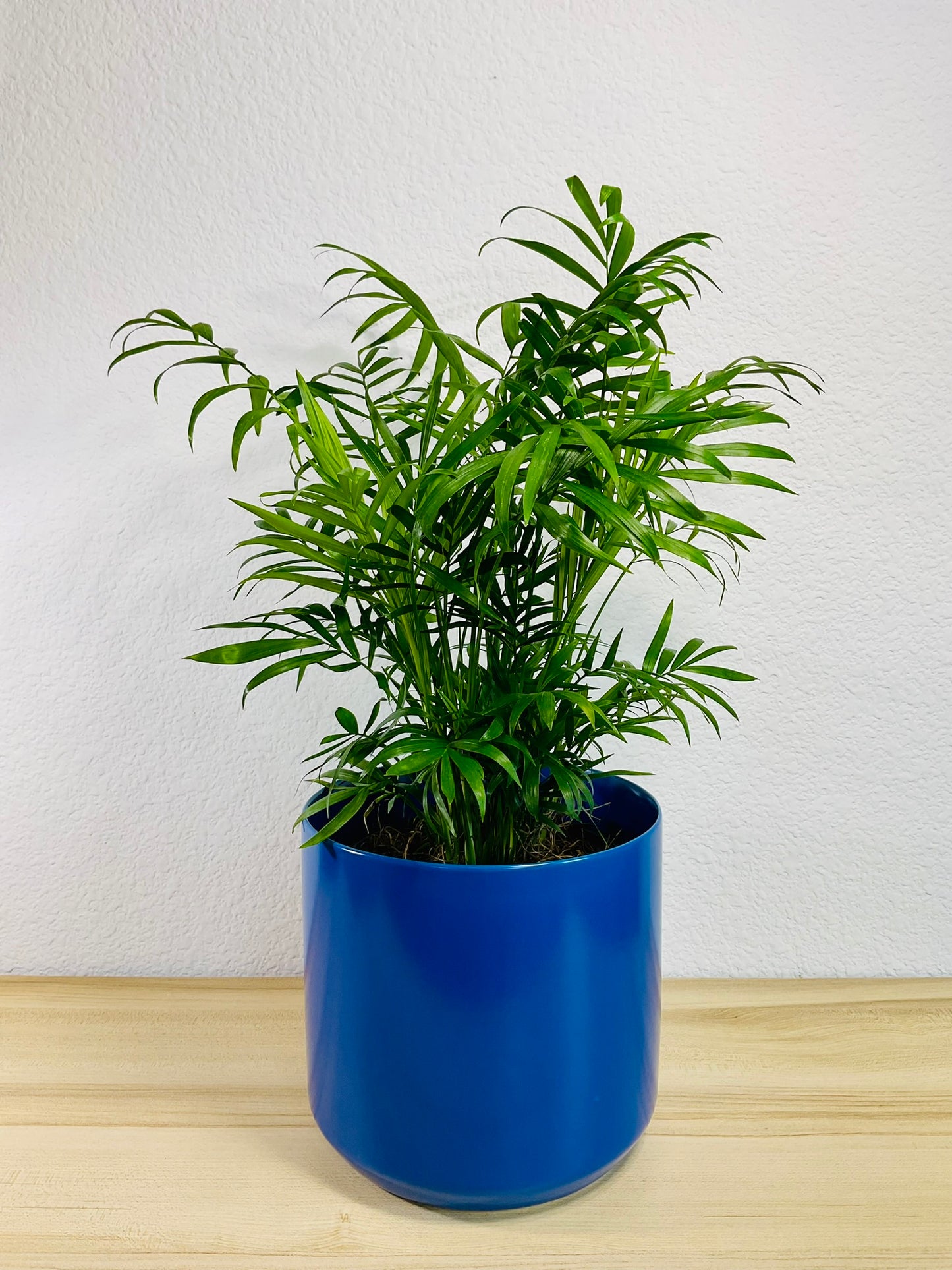 Parlor Palm in 6 inch blue ceramic pot
